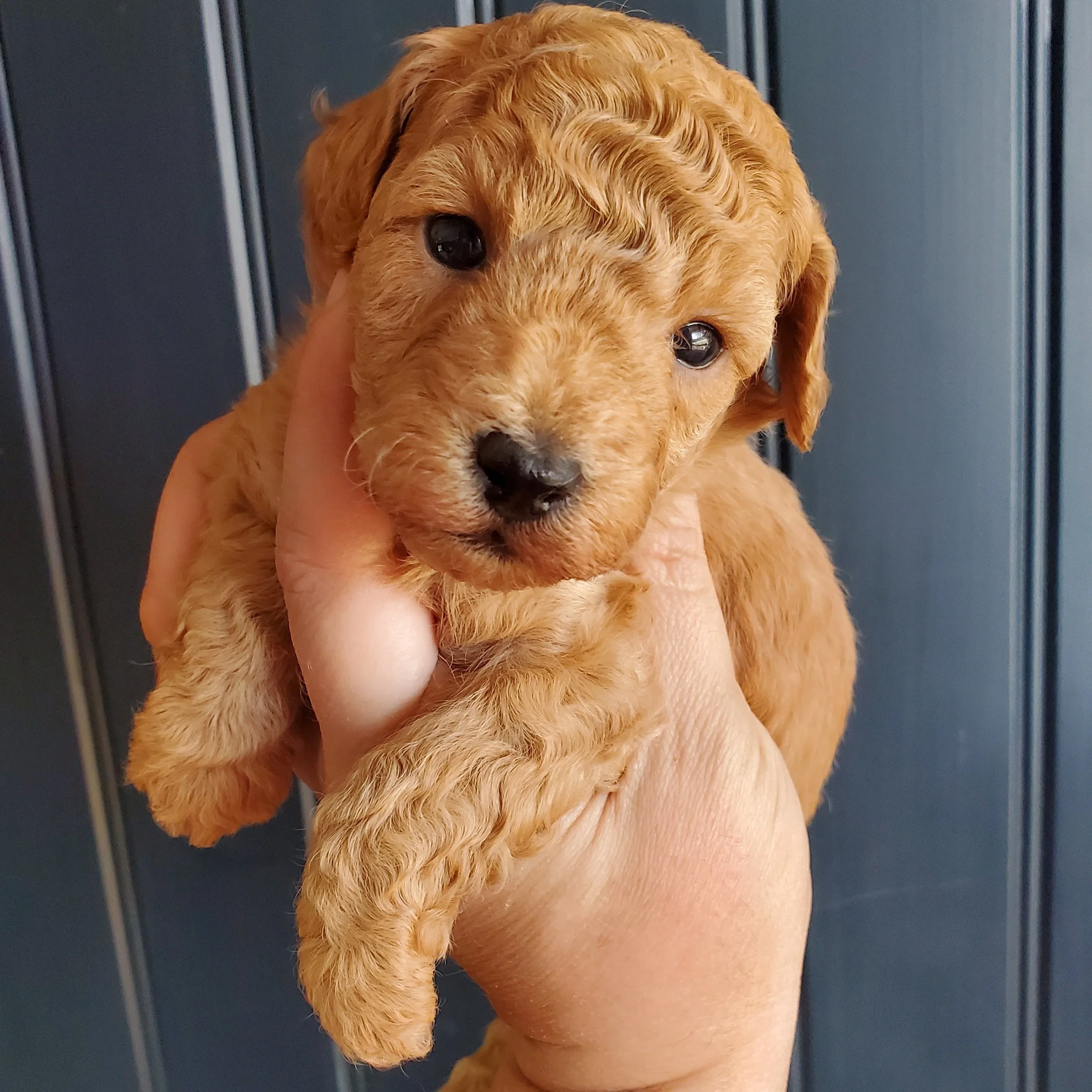 apricot cream mini poodle puppy for sale missouri california new york tennesee iowa kansas st louis