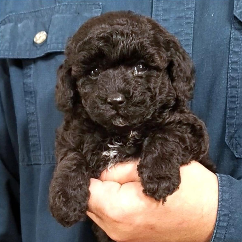 A person holding a small, black, curly-haired puppy with shiny eyes and a tiny nose, against a denim shirt background.