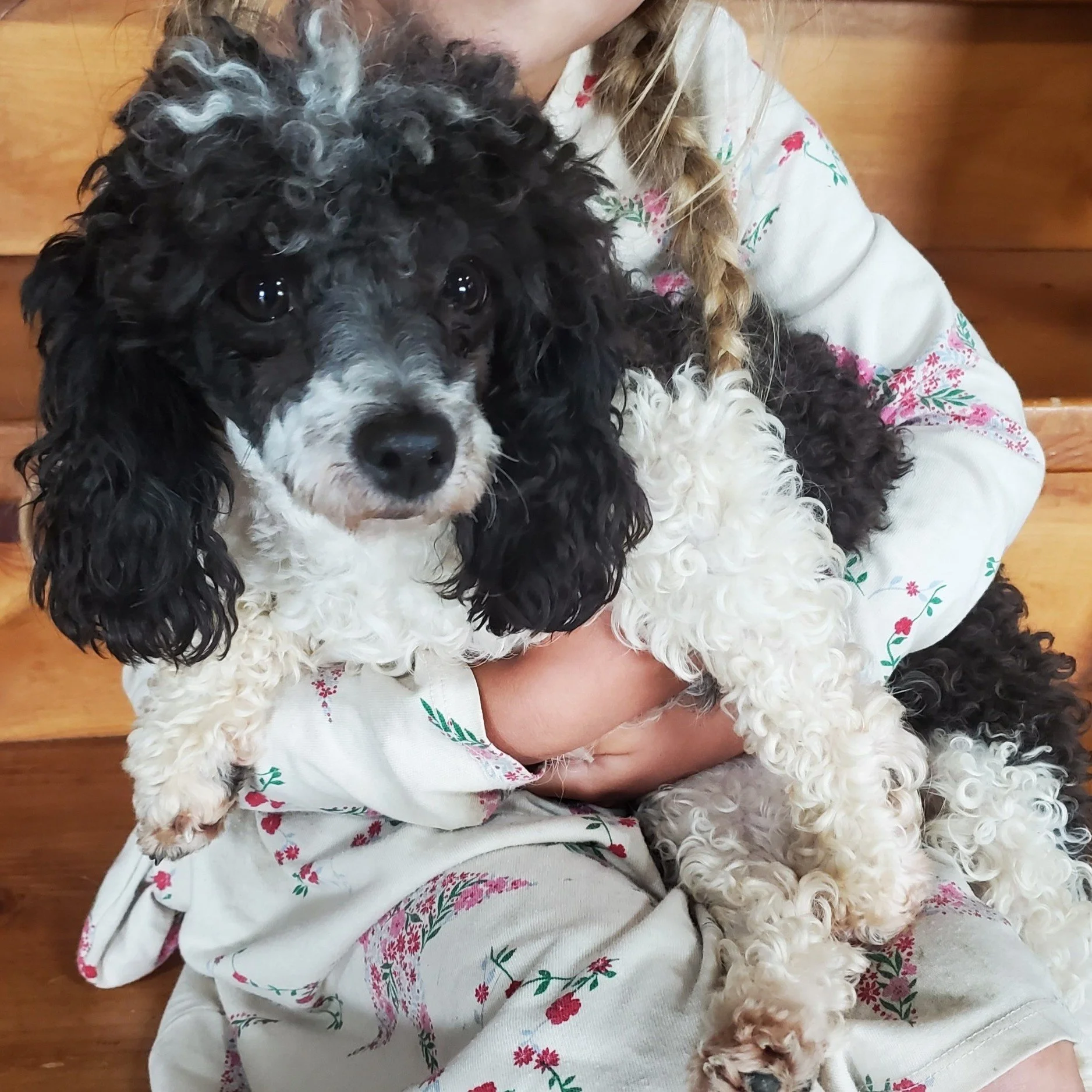 black and white toy parti poodle puppy