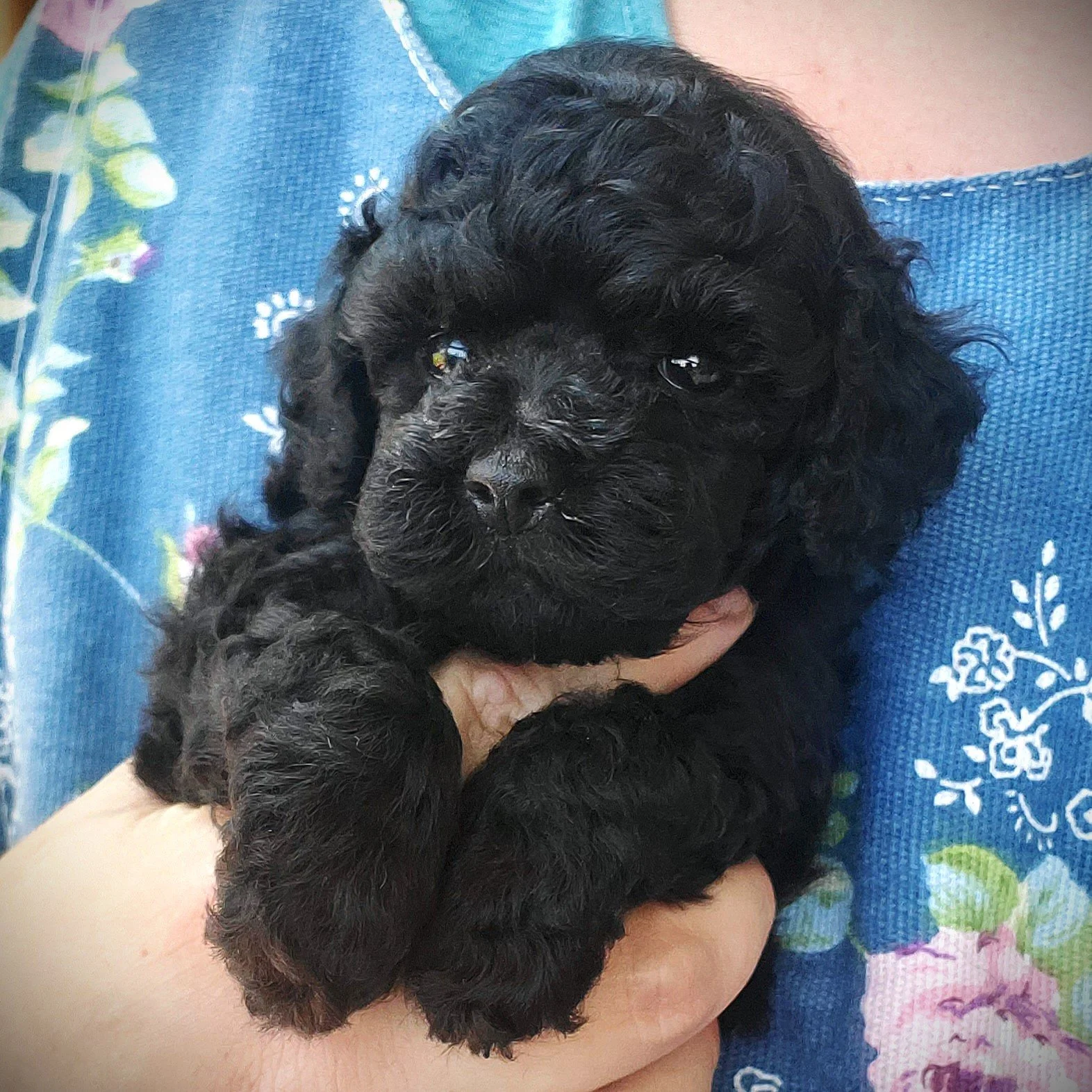 black toy poodle missouri