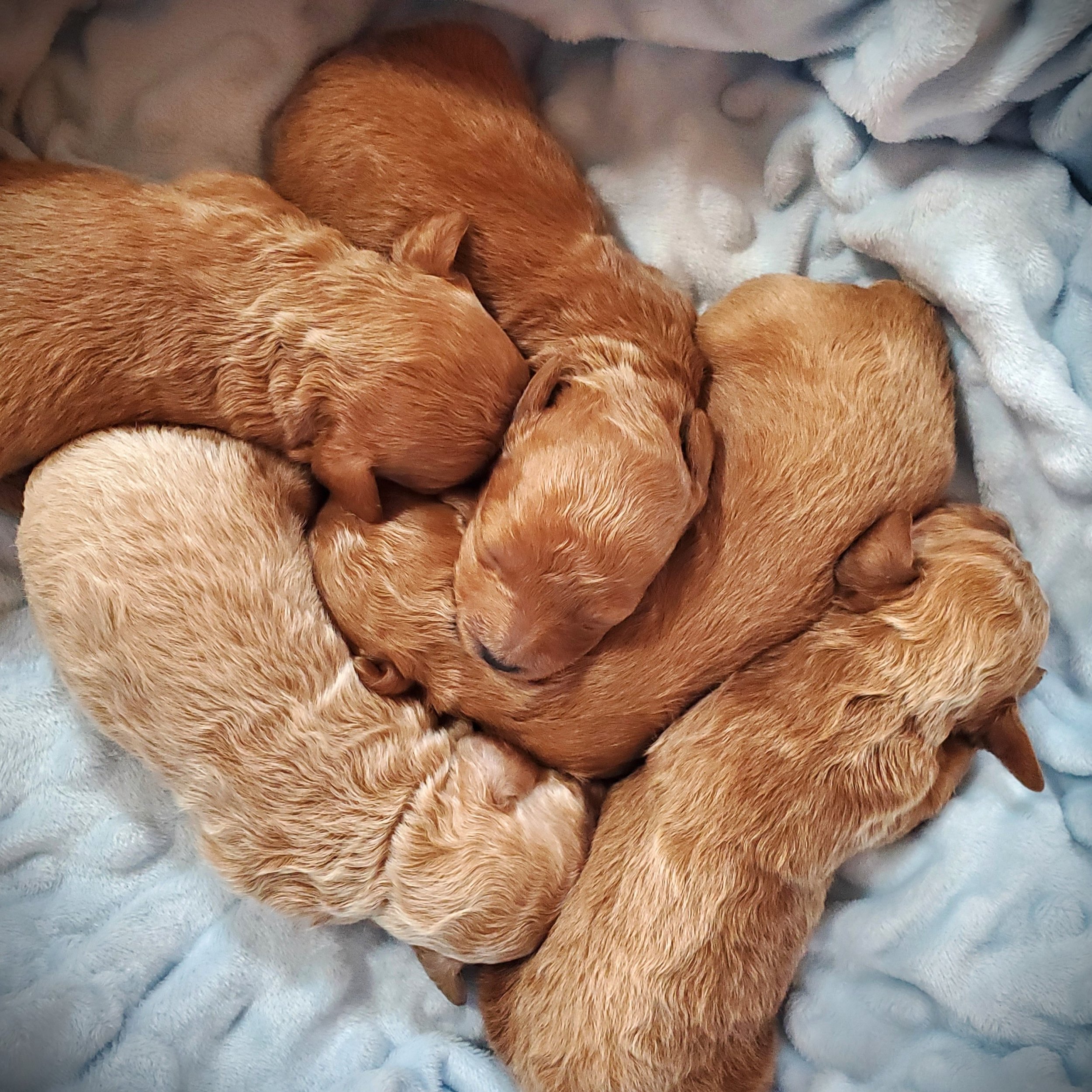 red apricot cream mini poodle puppies