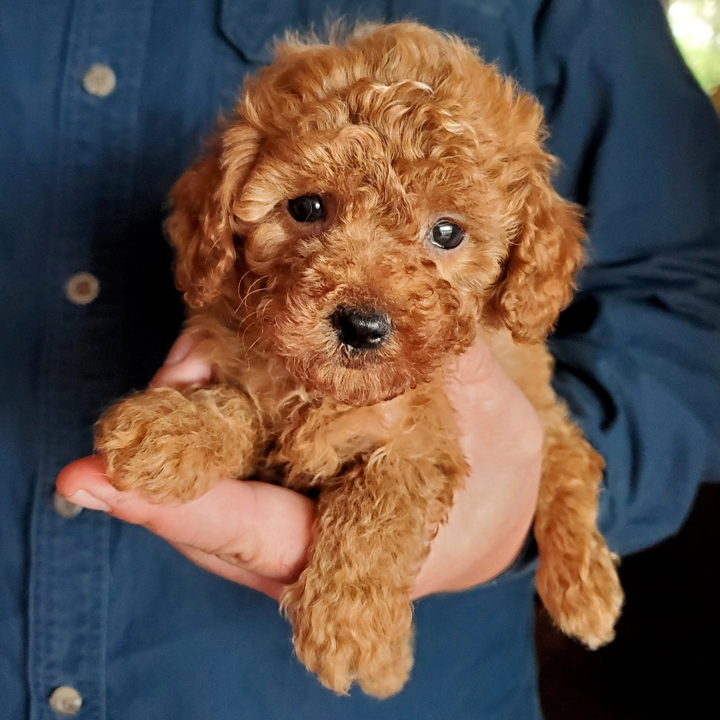 ranger toy puppy boy for sale poodle