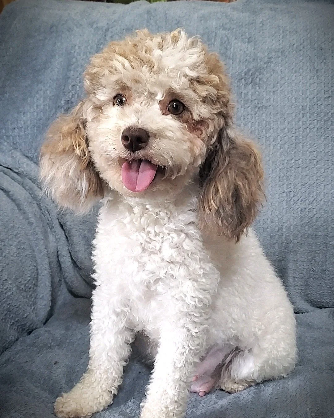 parti color toy poodle puppy teddy bear