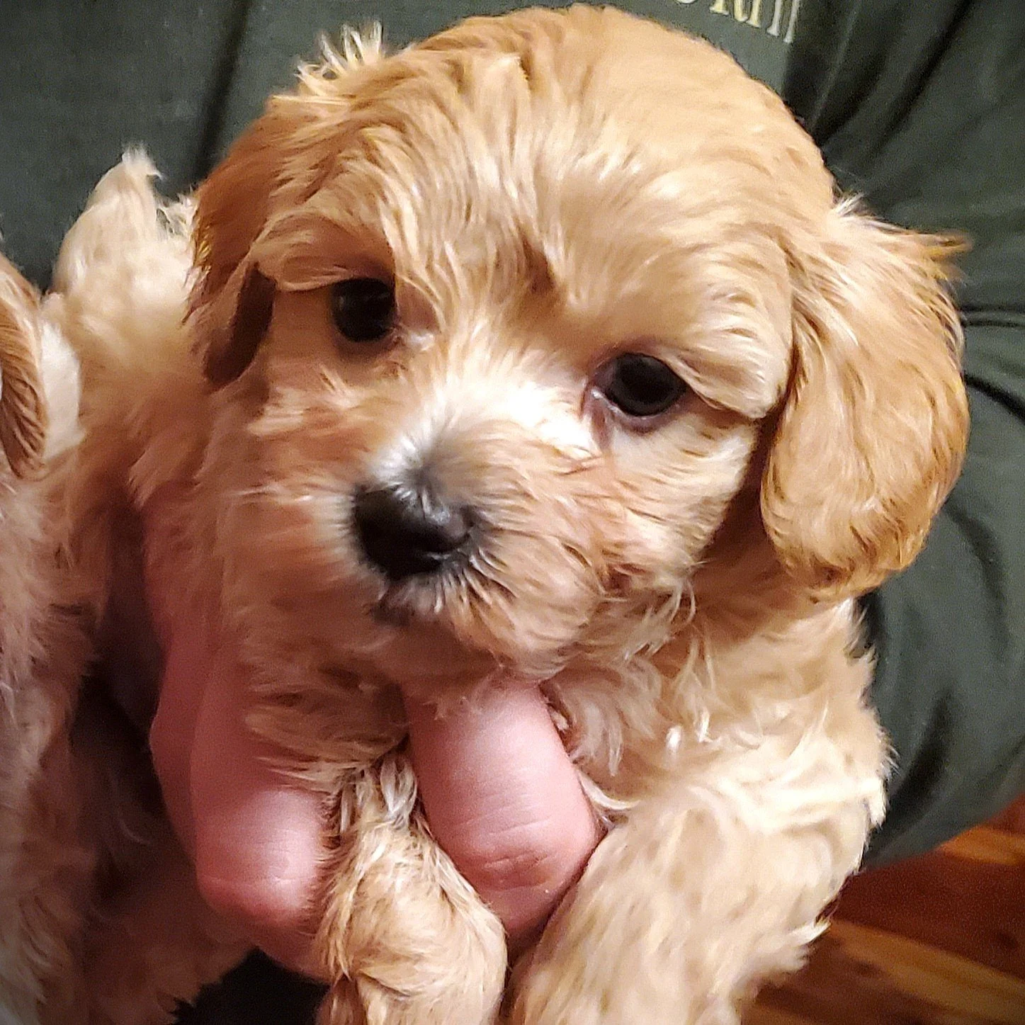 cream apricot toy poodle puppy