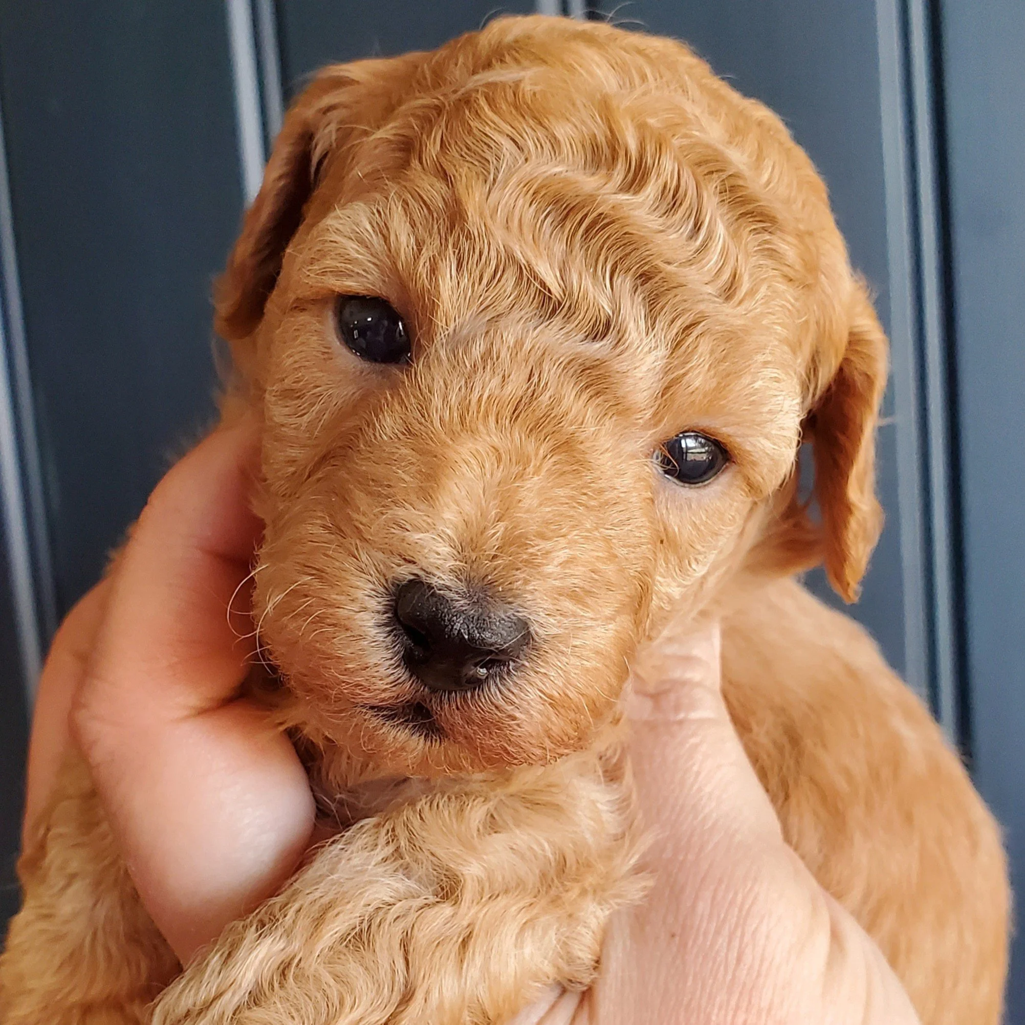 apricot mini poodle puppy for sale midwest