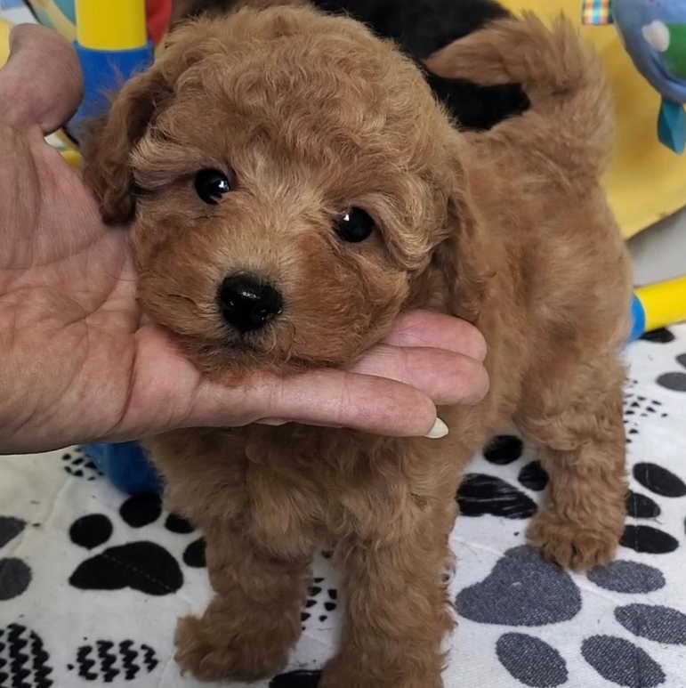 apricot mini poodle puppy
