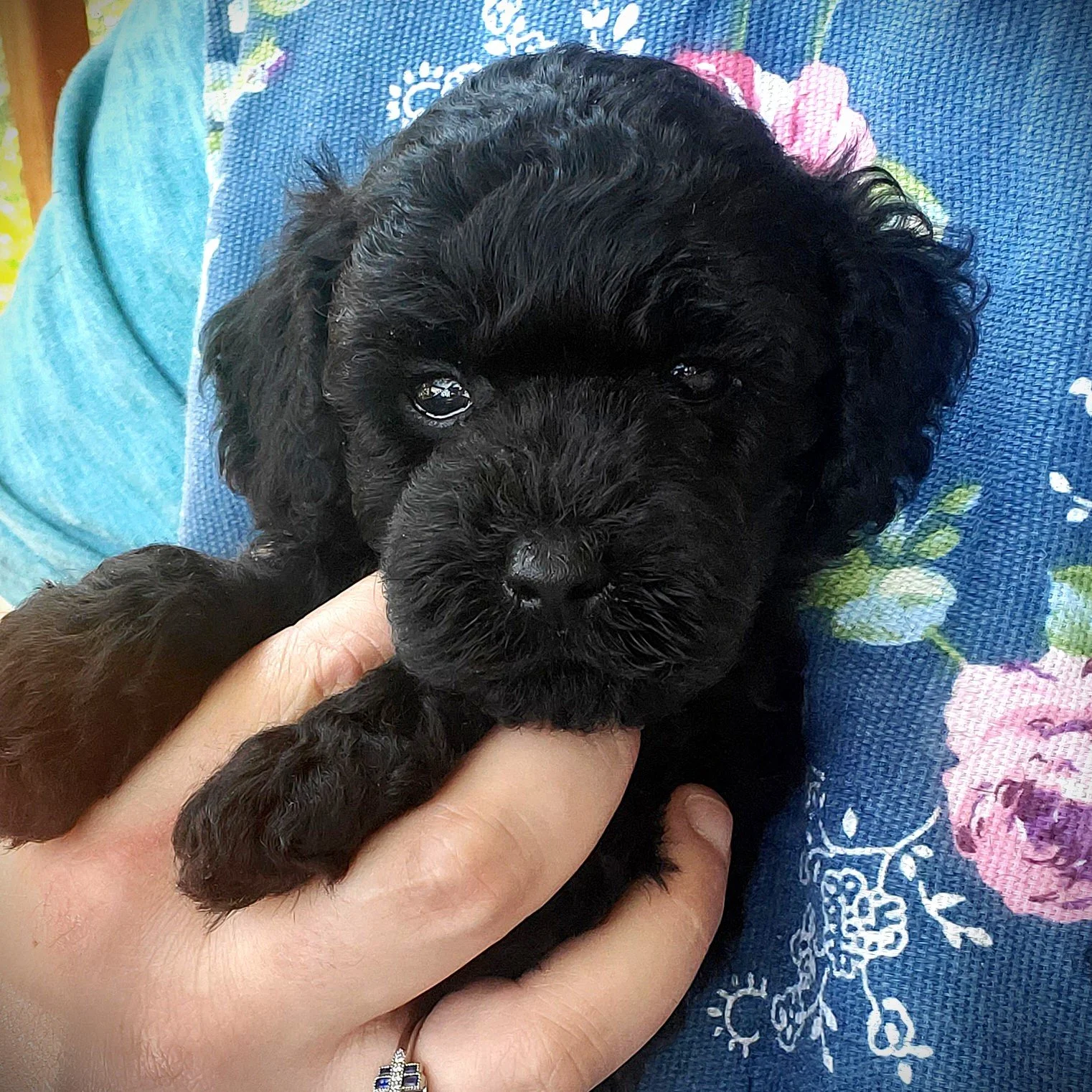 black champion toy poodle puppy