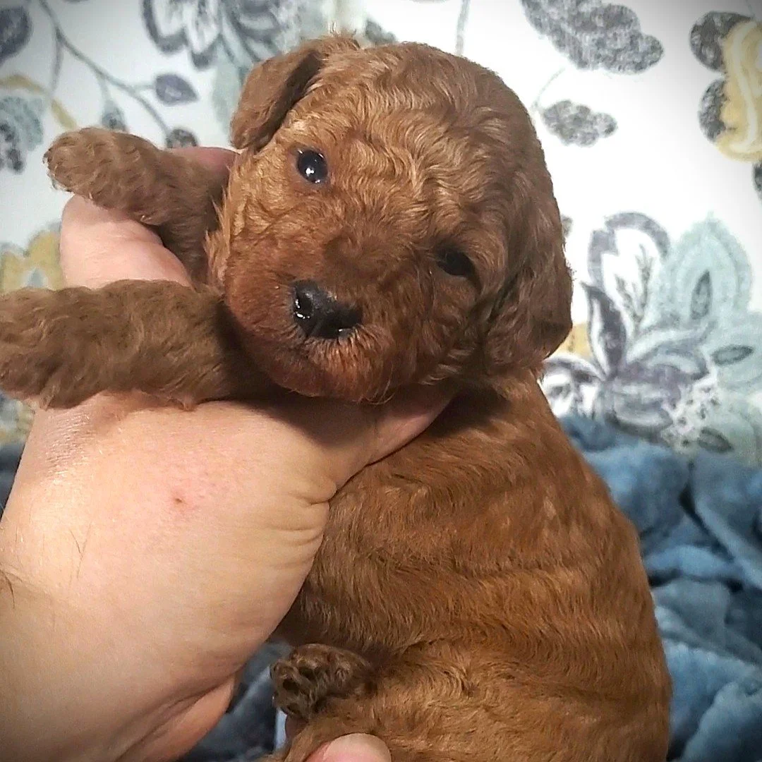 red mini poodle puppy