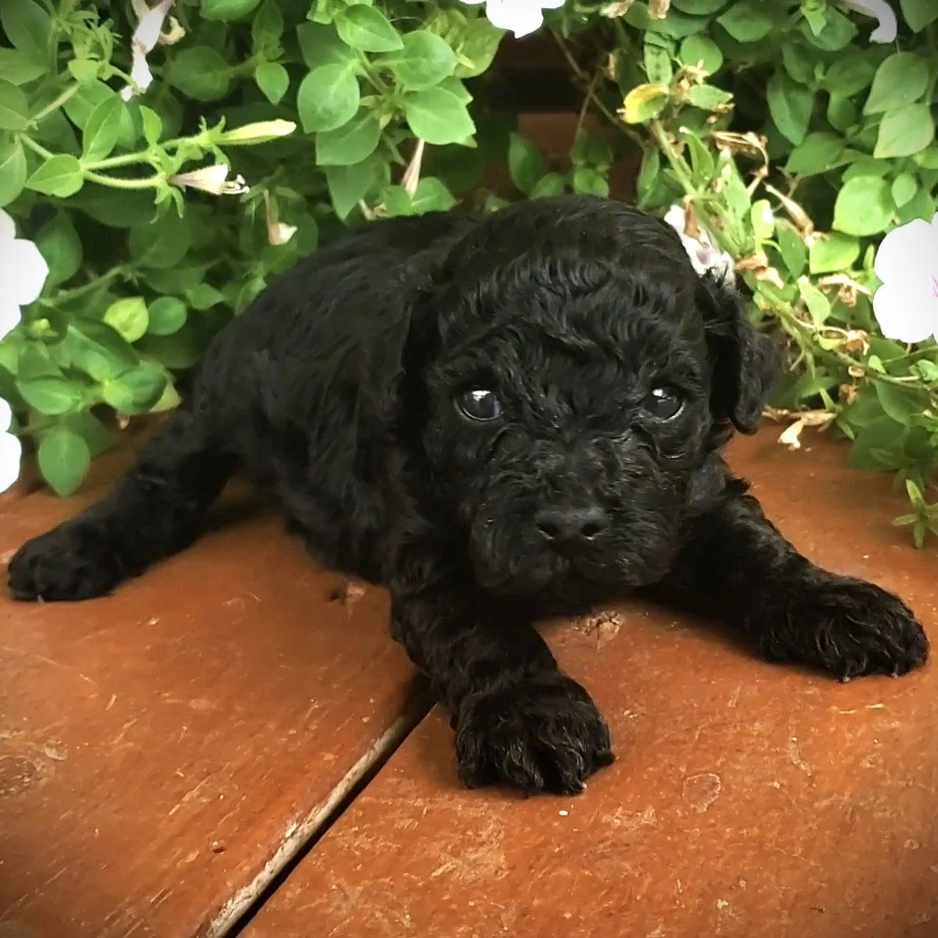 toy poodle puppy breeder black toy poodle puppy