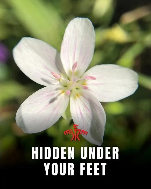 Hidden Under Your Feet