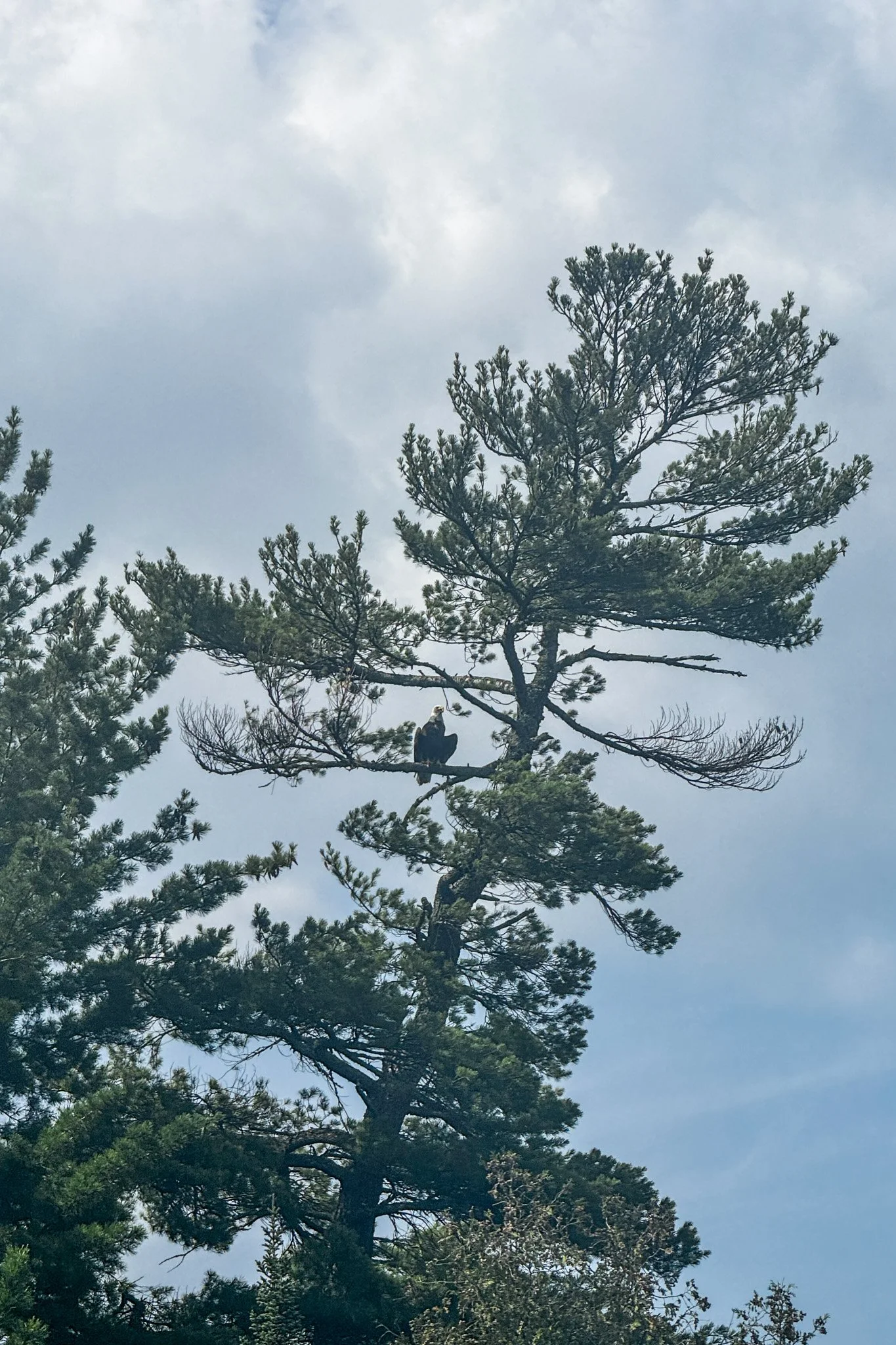 Mama Bald Eagle - 2 juveniles were flying around.