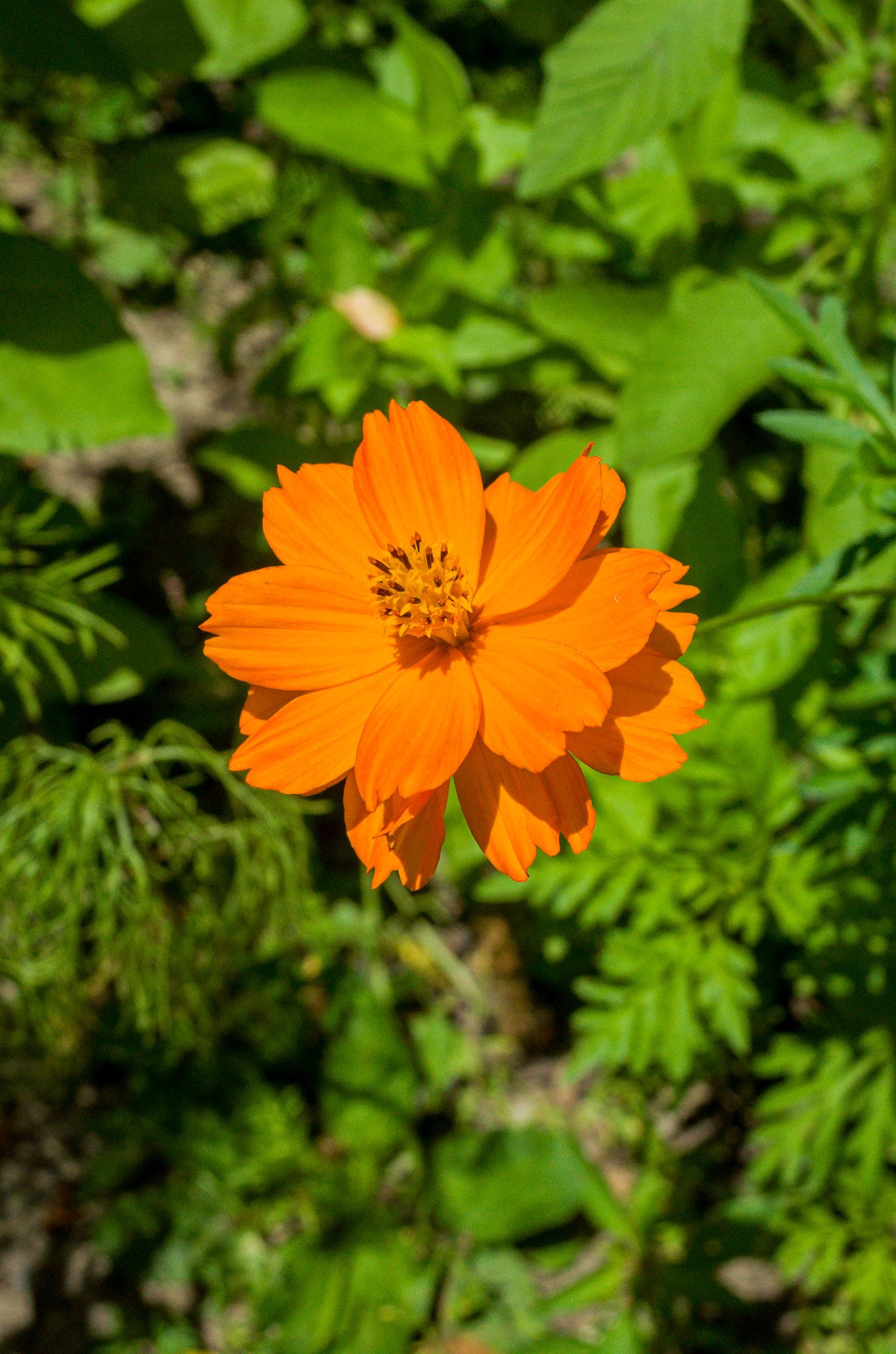 July 8, 2025: Summer Flowers