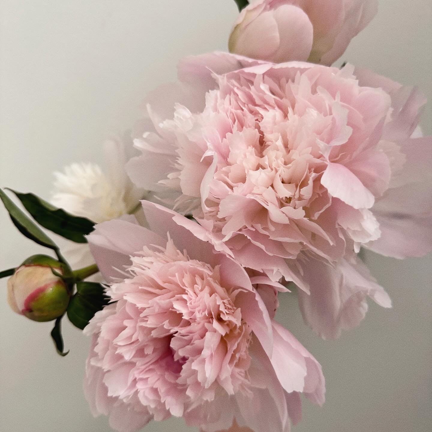 🌸a Sunday thought🌸

Last night, these peonies were still tucked tightly in their little buds and this morning, they had fully opened up. Soft, bold, and in full bloom.

For me this was a reminder that even in the quiet, darkest hours, growth is sti