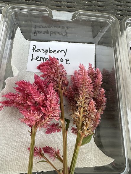 Raspberry Lemonade Seed Collecting.jpg