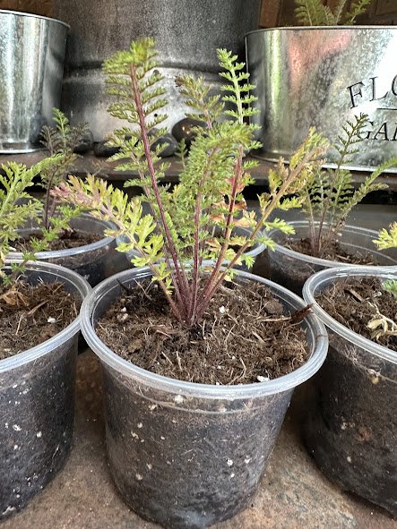 Yarrow