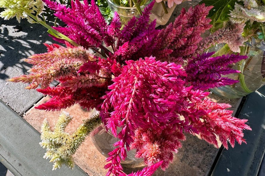 Celosia B.jpg
