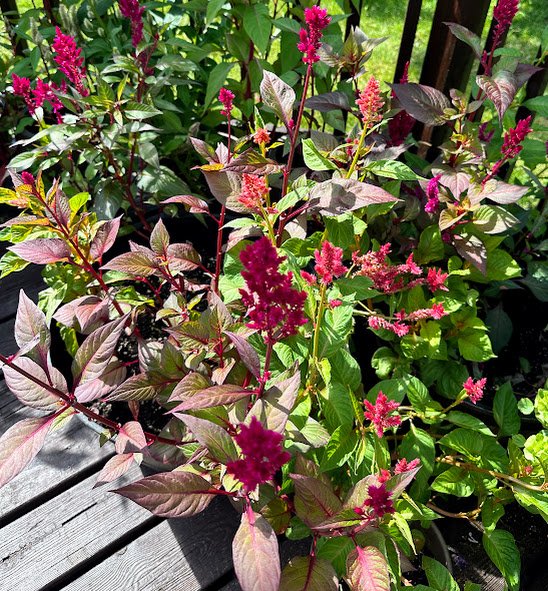 Sangria & Raspberry Lemonaide Celosia.jpg