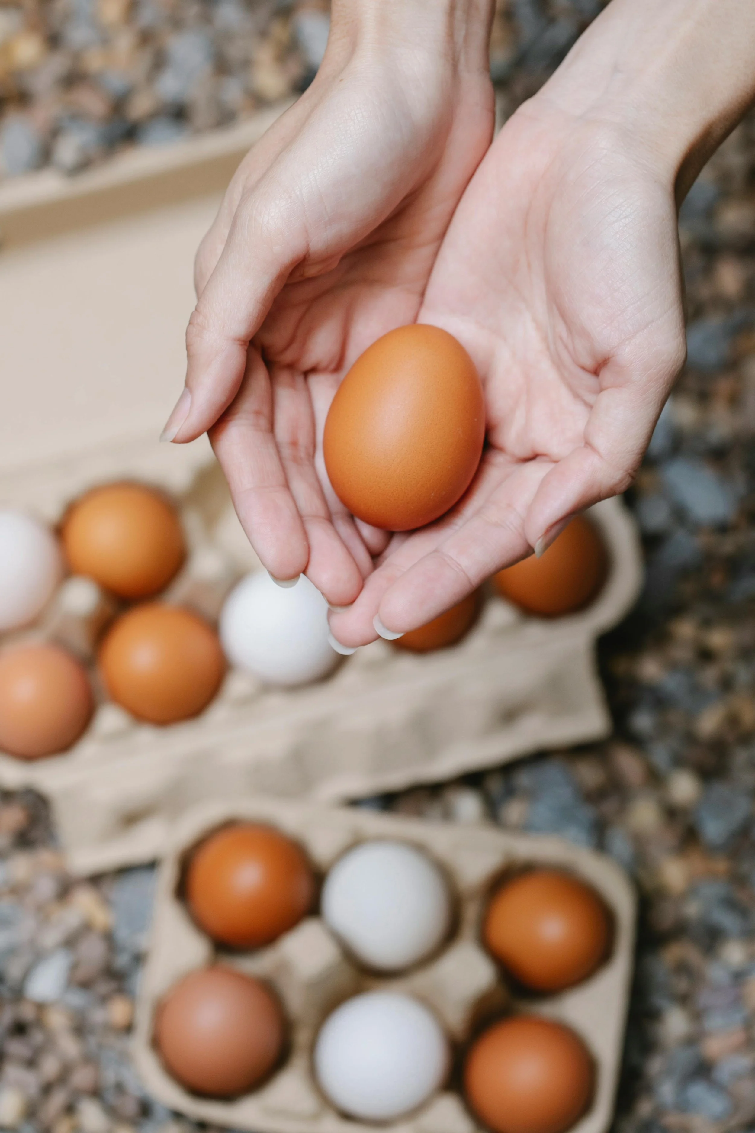 Egg Quality Foundations