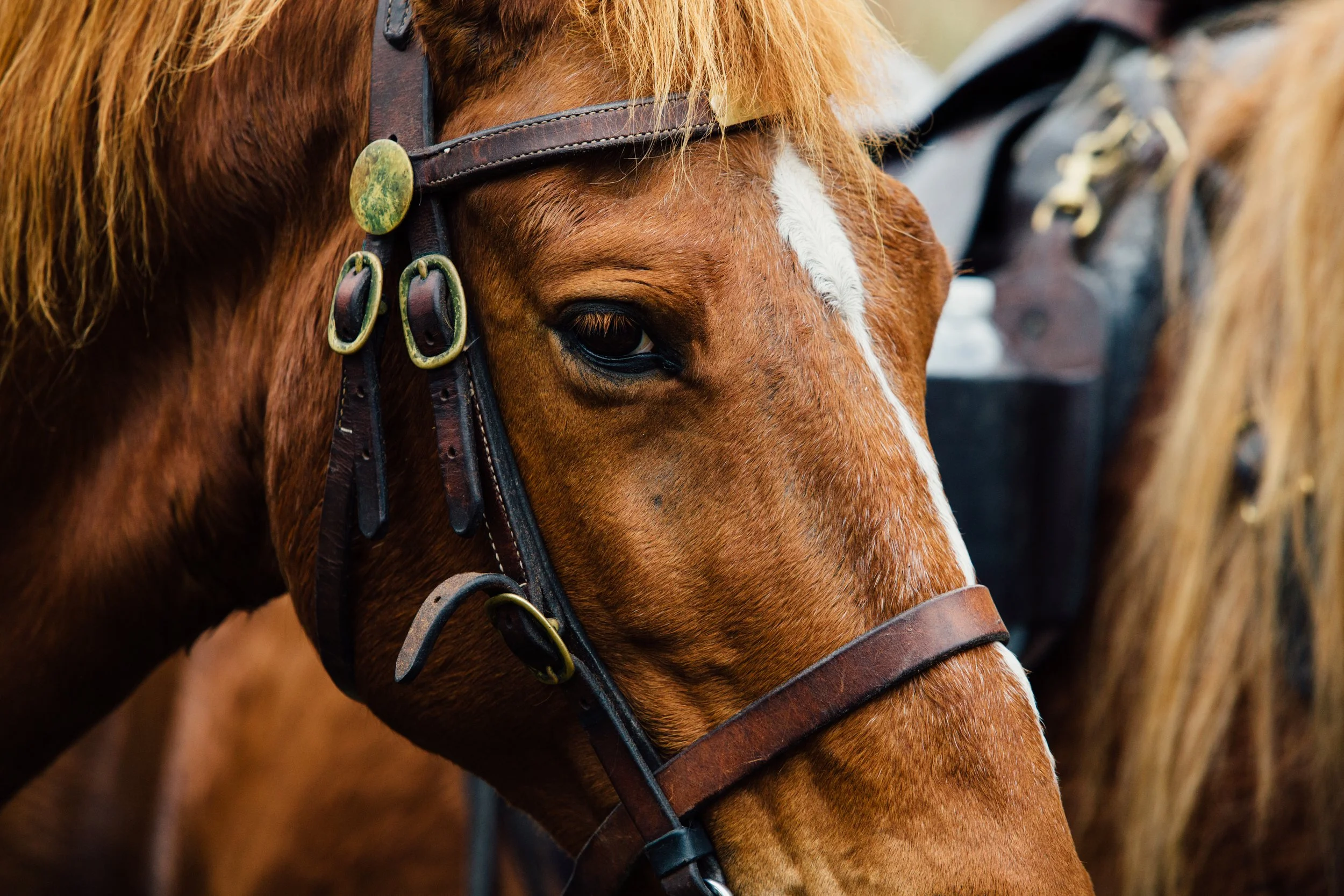 Florida Georgia Line Horse