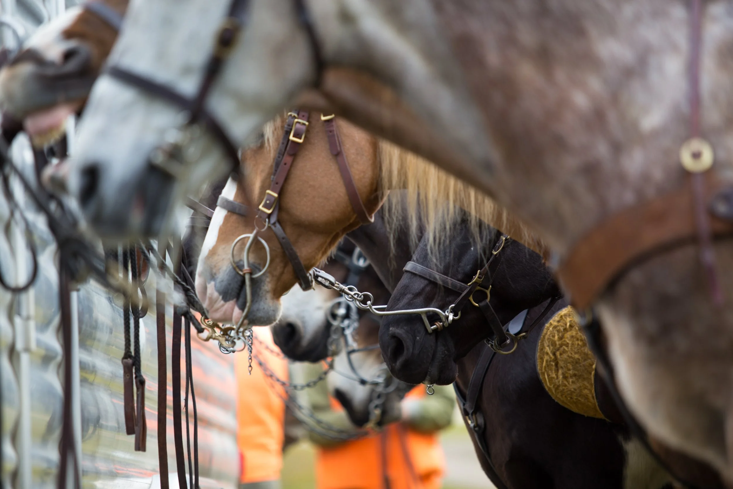 Quail Huntin Horses