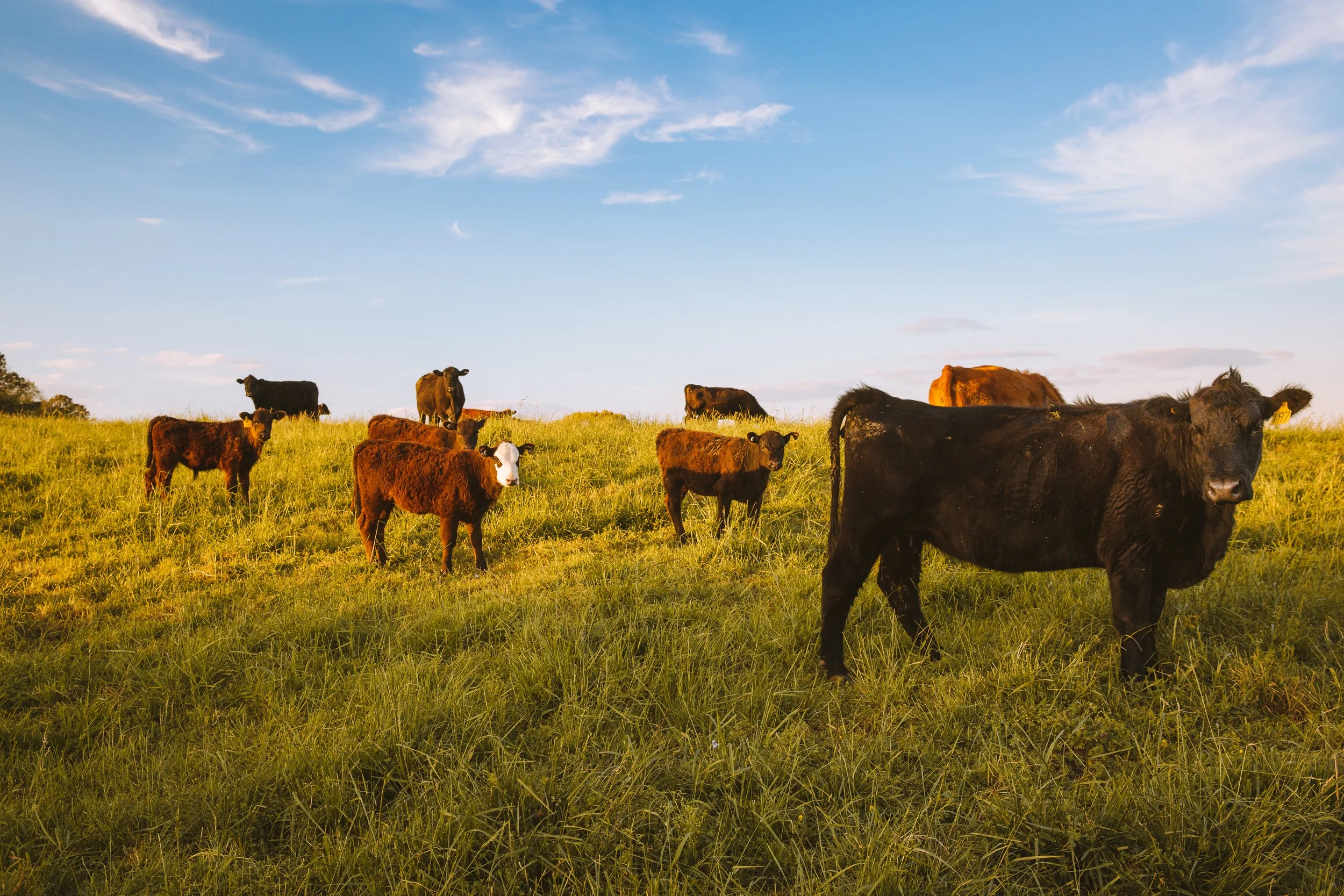 Northwest Georgia Cows