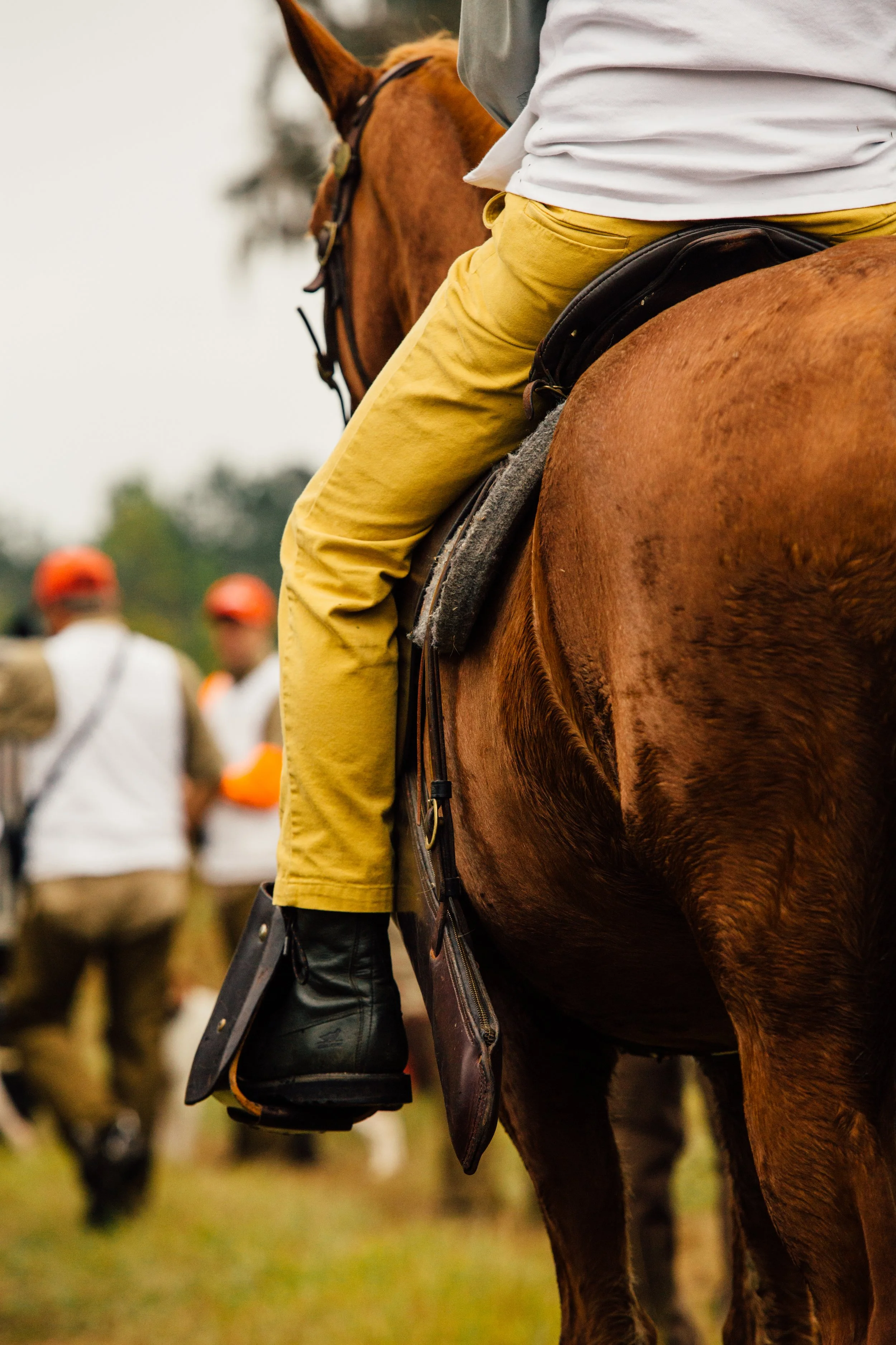 Red Hills Quail Hunting Horses