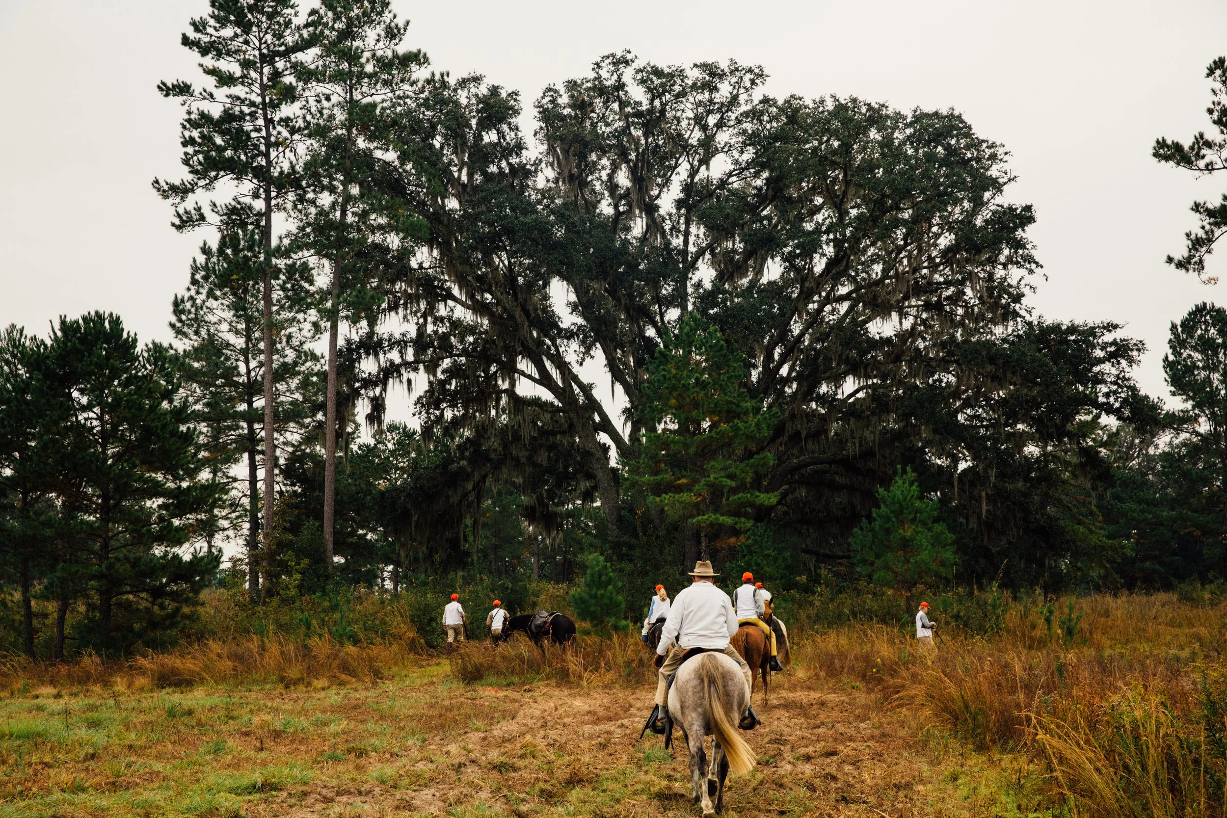 Red Hills Quail Hunting