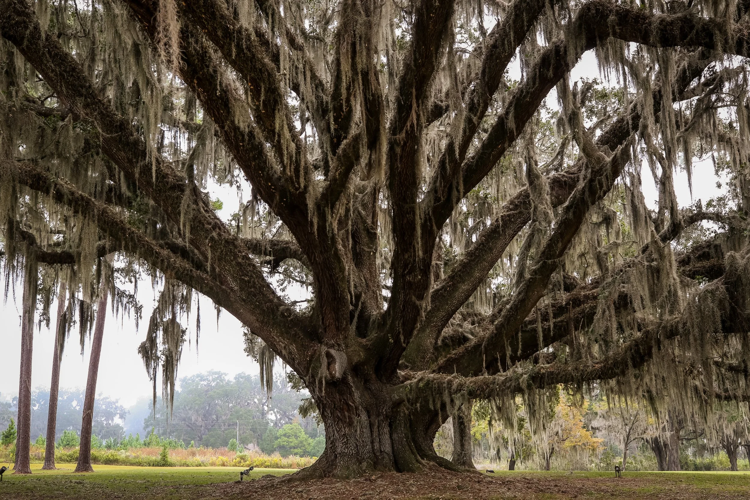Red Hills Albany Live Oak Tree