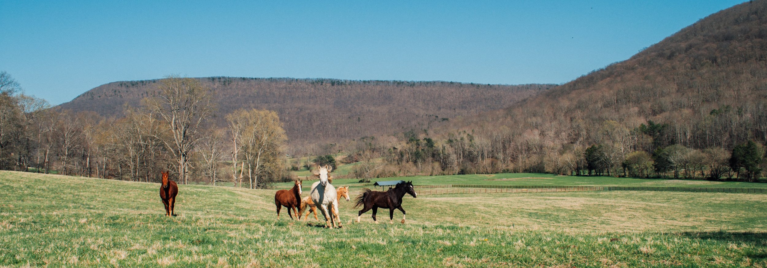 Equestrian Farm Georgia