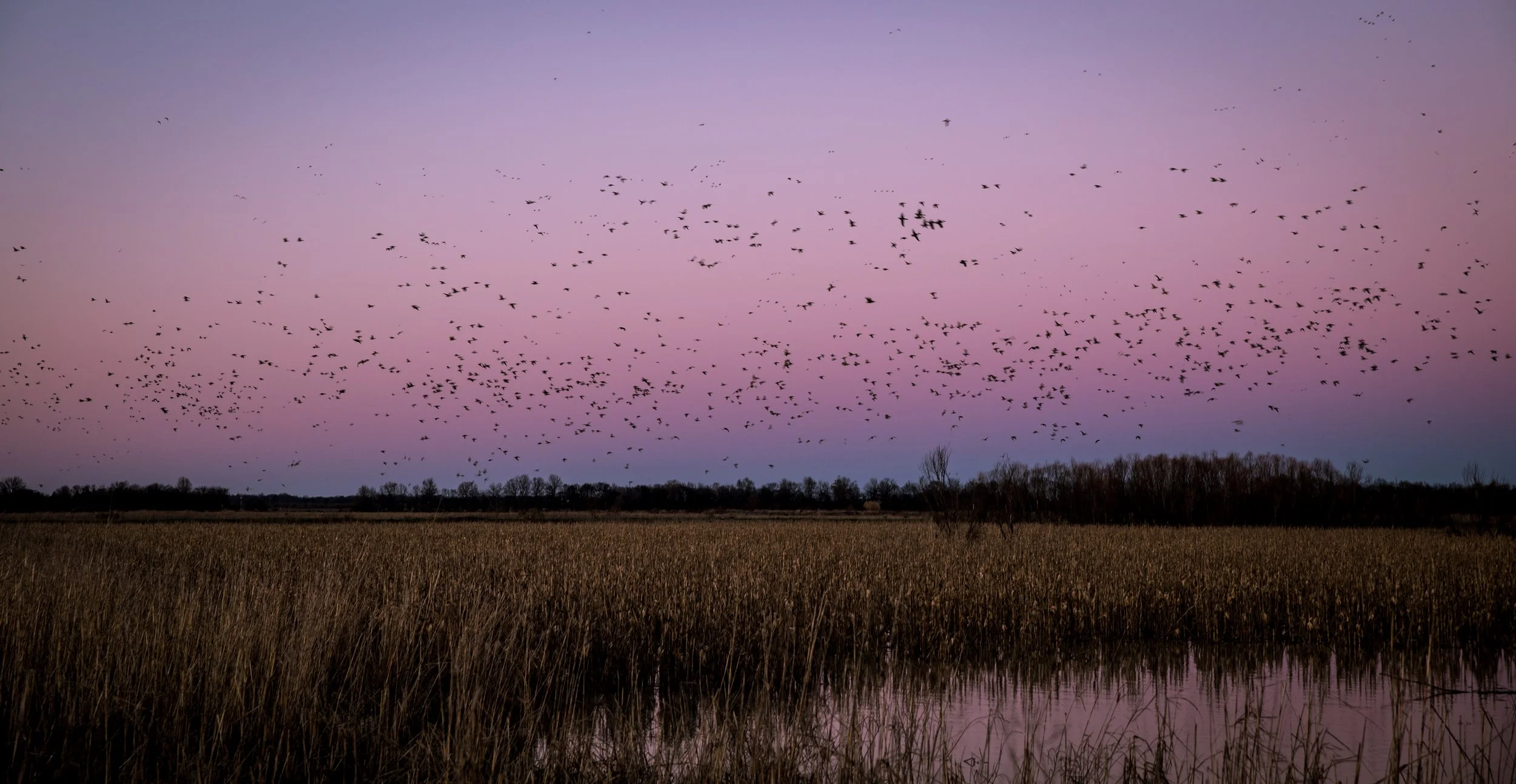 Mississippi Waterfowl Corn Field
