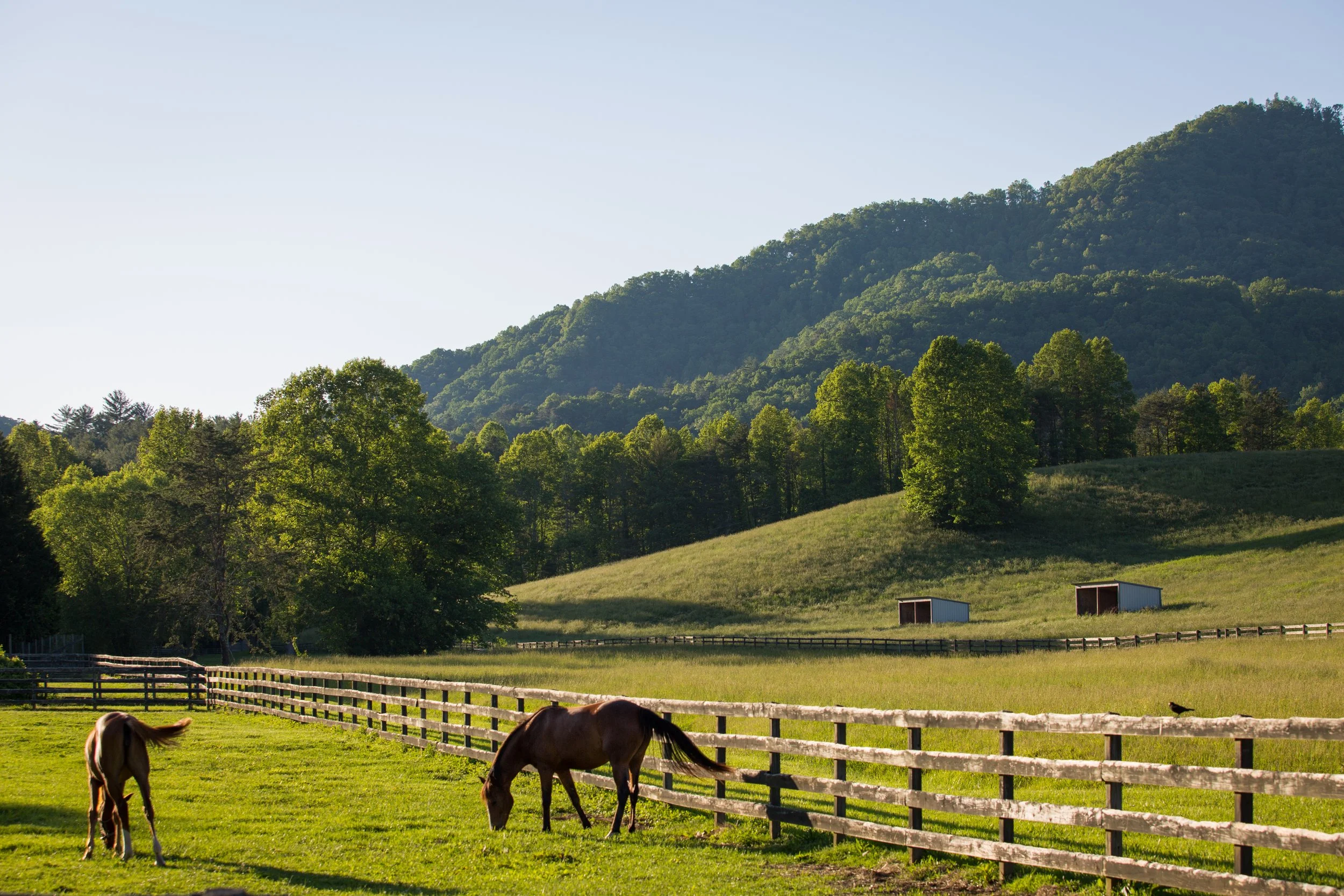 North Carolina Equestrian Farm 