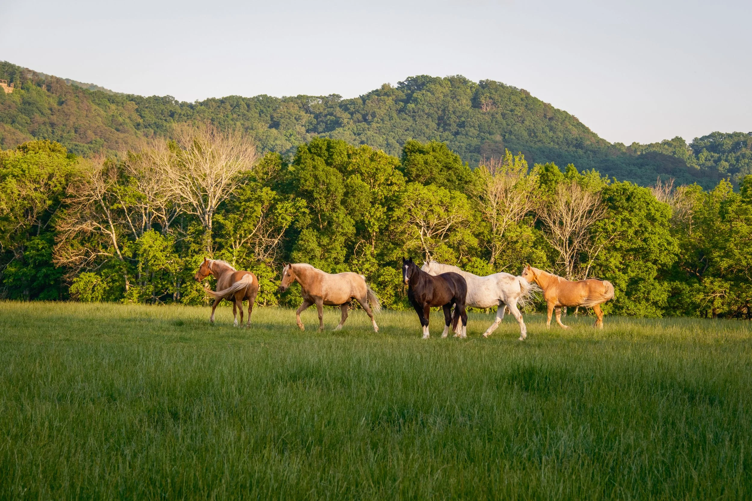 White Oaks Ranch-117.jpg