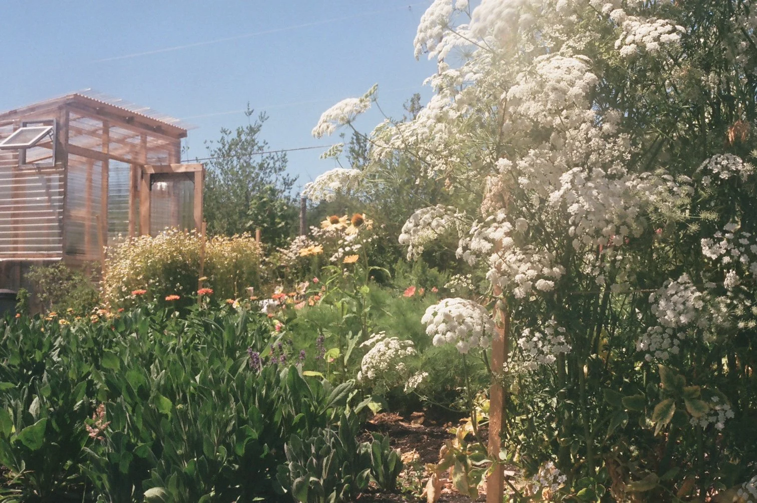 A garden with flowering plants, a wooden greenhouse, and a clear blue sky.