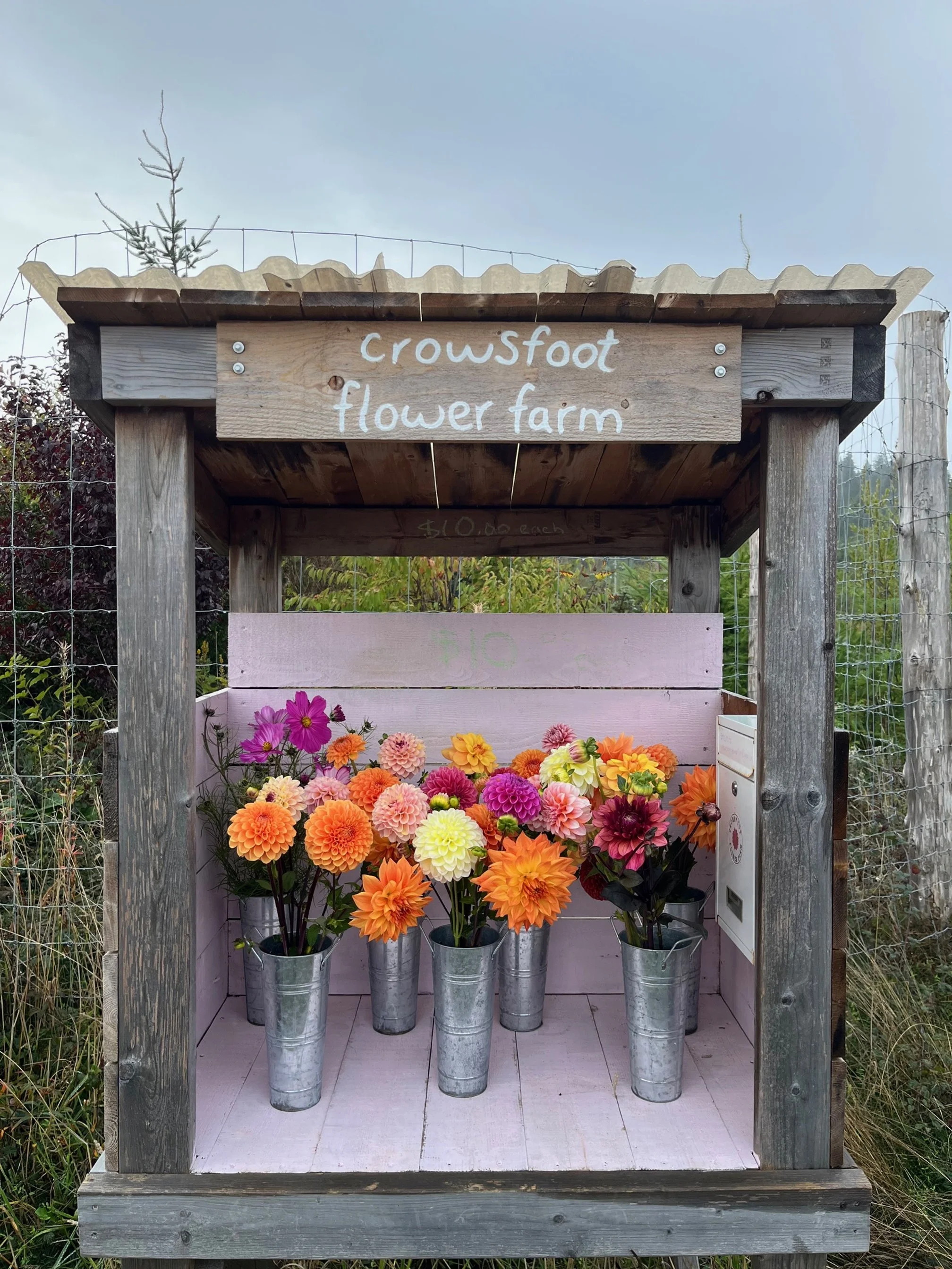 Colorful flowers in metal vases at Crowsfoot Flower Farm