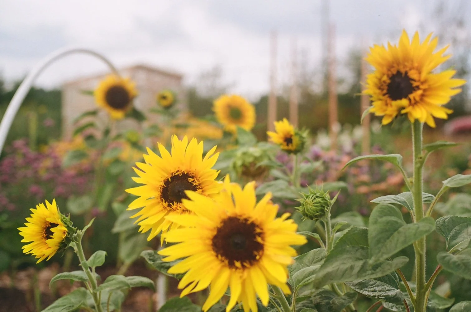 Yellow sunflowers blooming in a garden with green leaves and a cloudy sky in the background.