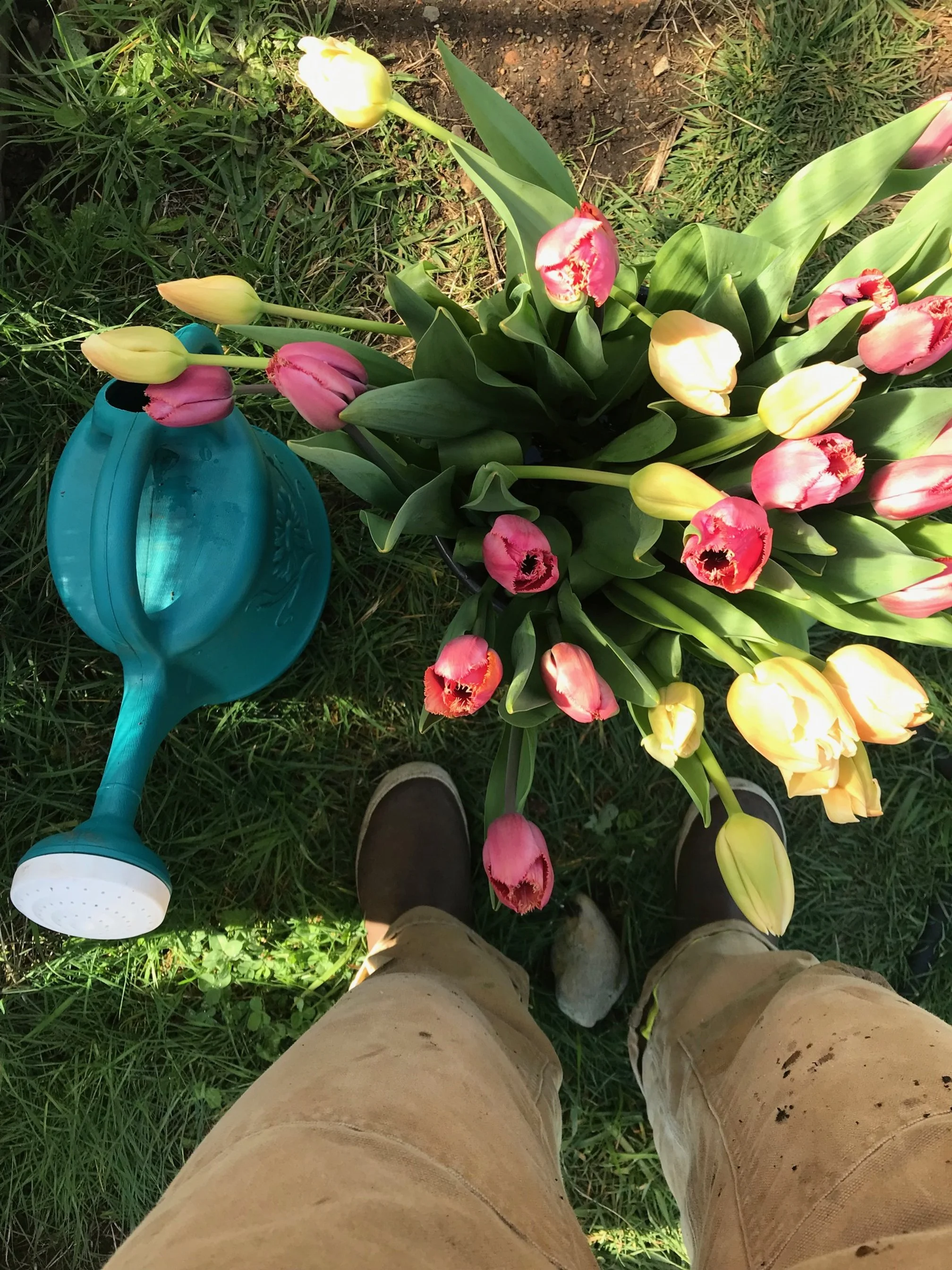A top-down view of a person standing on grass with a bunch of pink, yellow, and red tulips, a blue watering can, and a few rocks nearby.