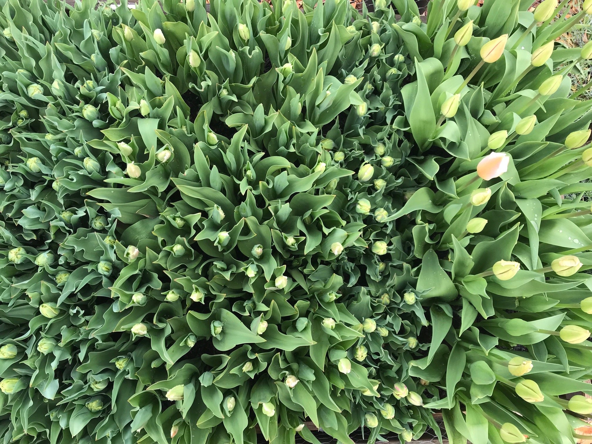 A dense cluster of green tulip leaves with many unopened flower buds and some partially opened tulips.