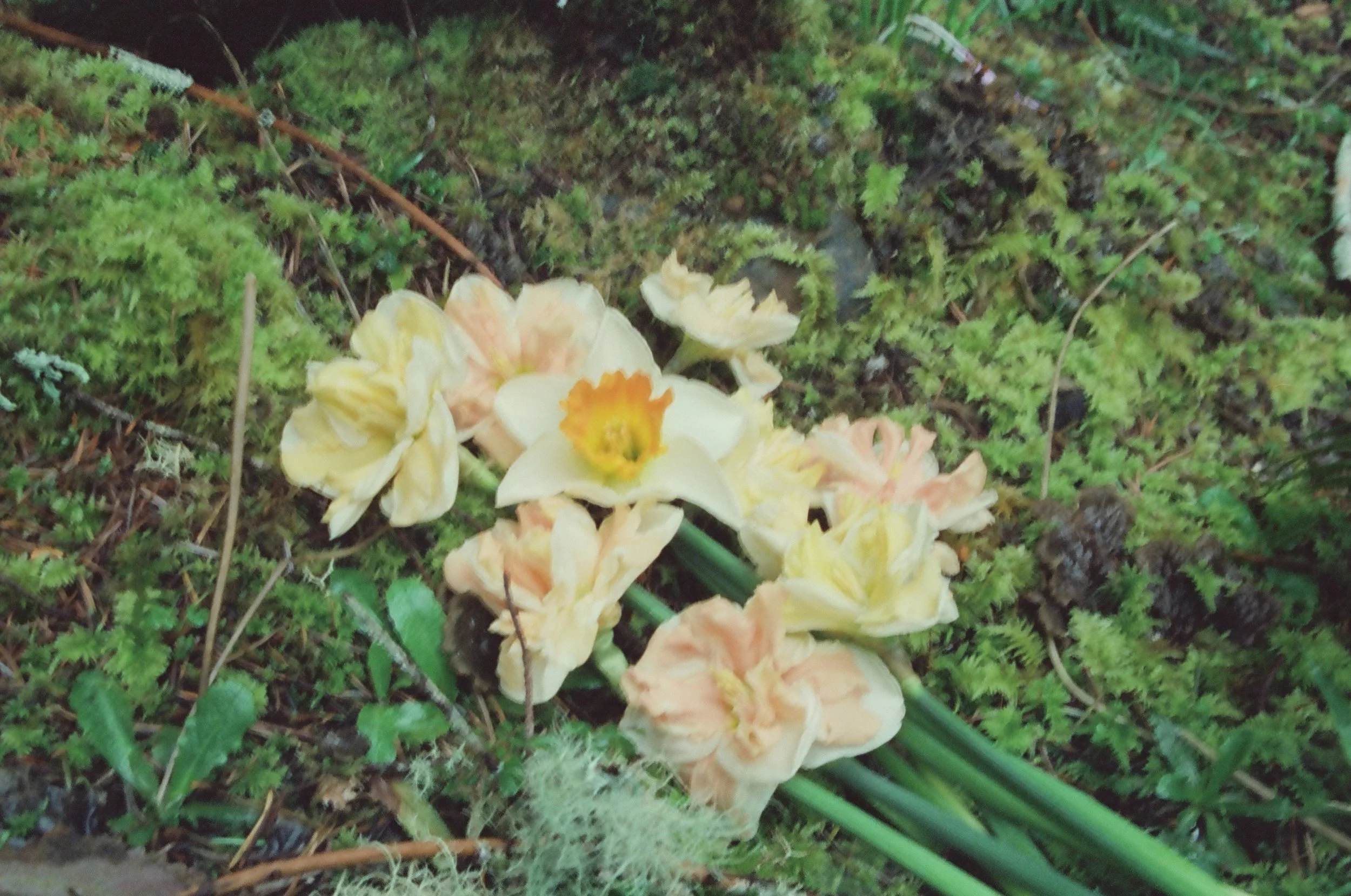 Bouquet of pale yellow, peach, and white flowers lying on green moss and grass.
