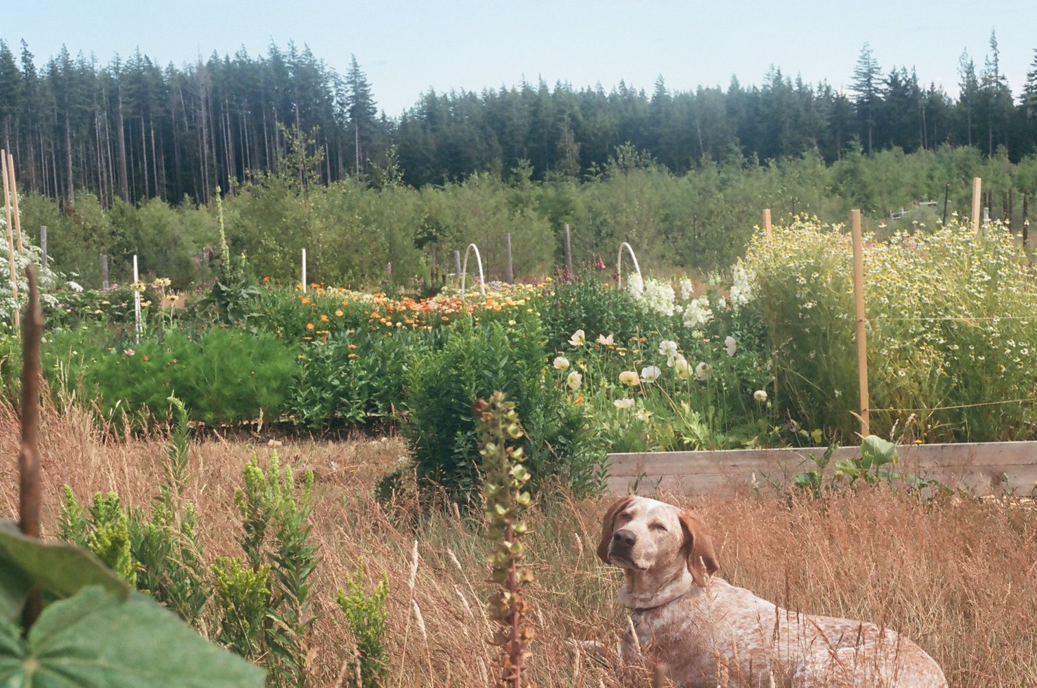 A dog resting in dry grass in front of a garden with various flowering plants, a wooden fence, and a forested hillside in the background.