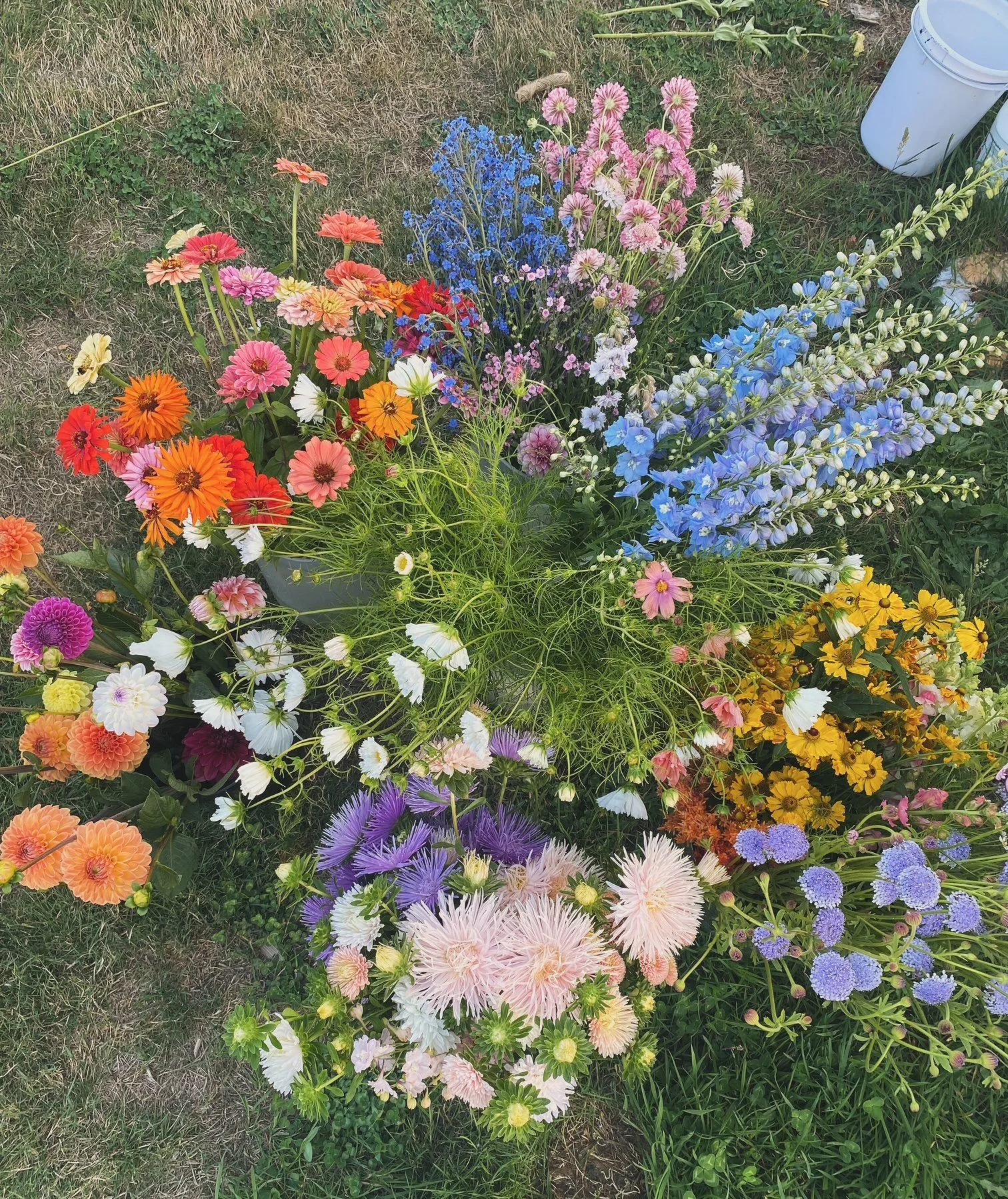 Colorful assortment of blooming garden flowers with pink, orange, yellow, purple, and blue blossoms on a patch of grass.