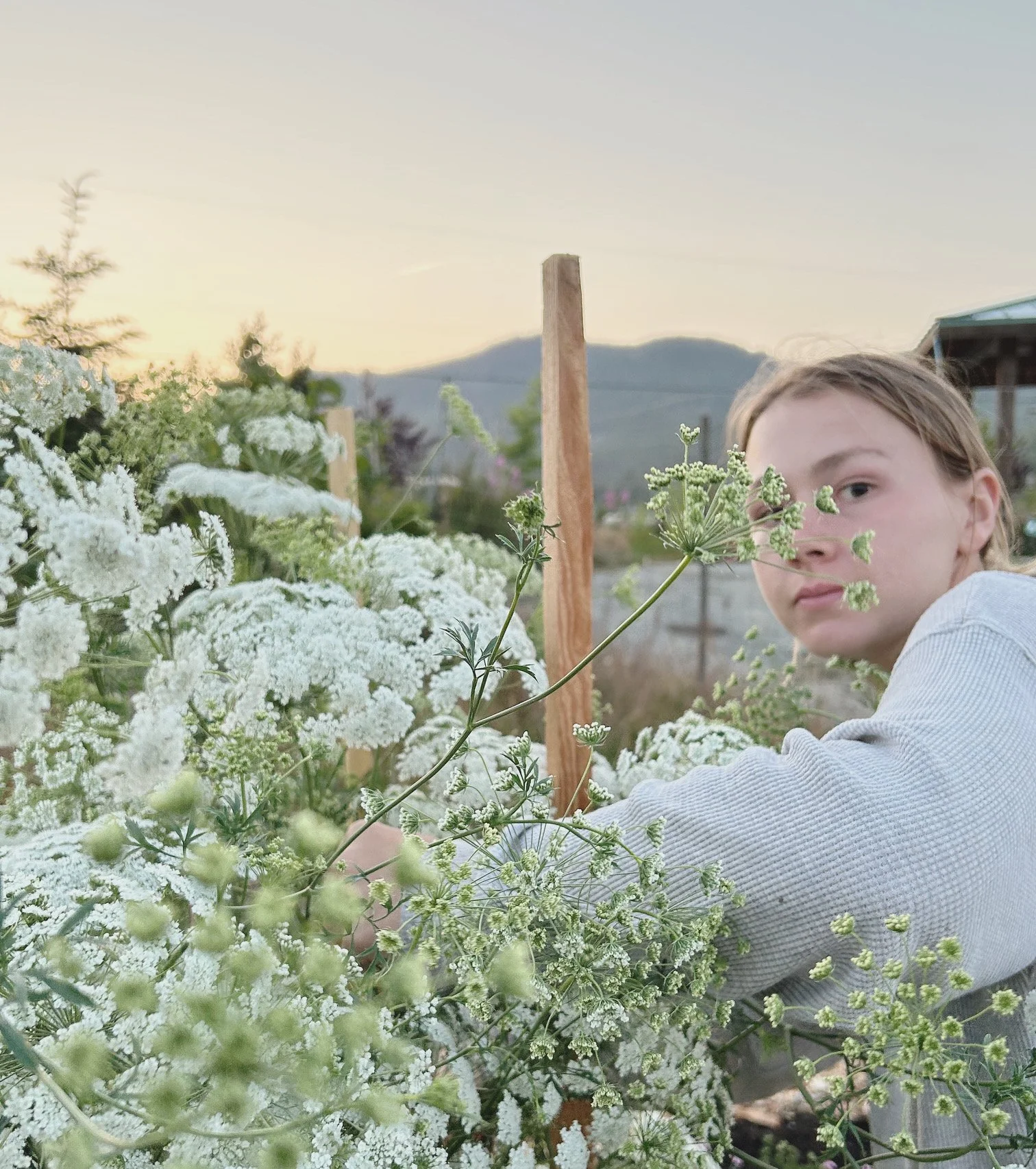 A young person with blonde hair and a neutral expression tending to white flowering plants outdoors, with mountains and a sunset sky in the background.