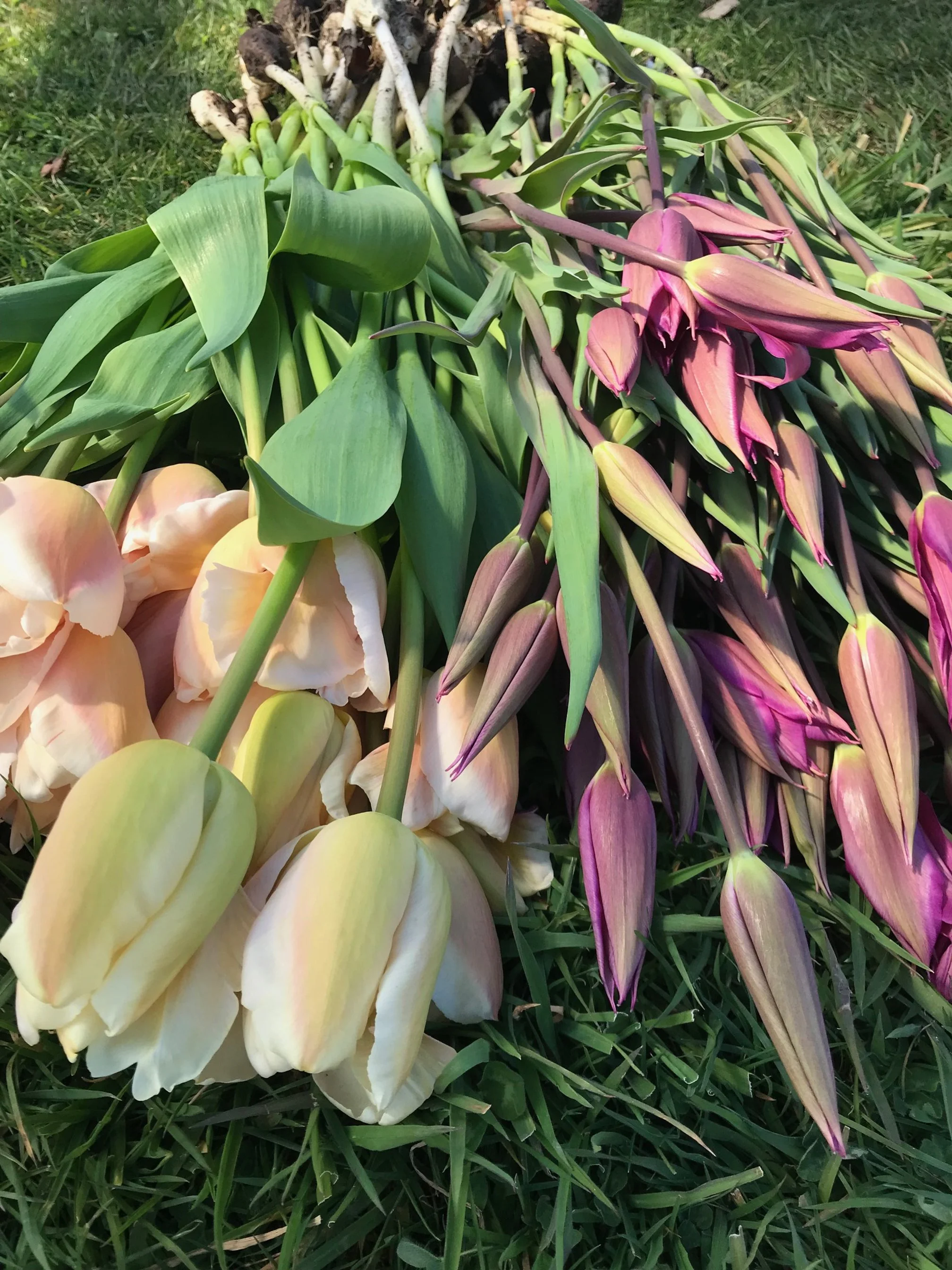 Bunches of tulips on the grass, with different colors including pale yellow, cream, pink, and purple.
