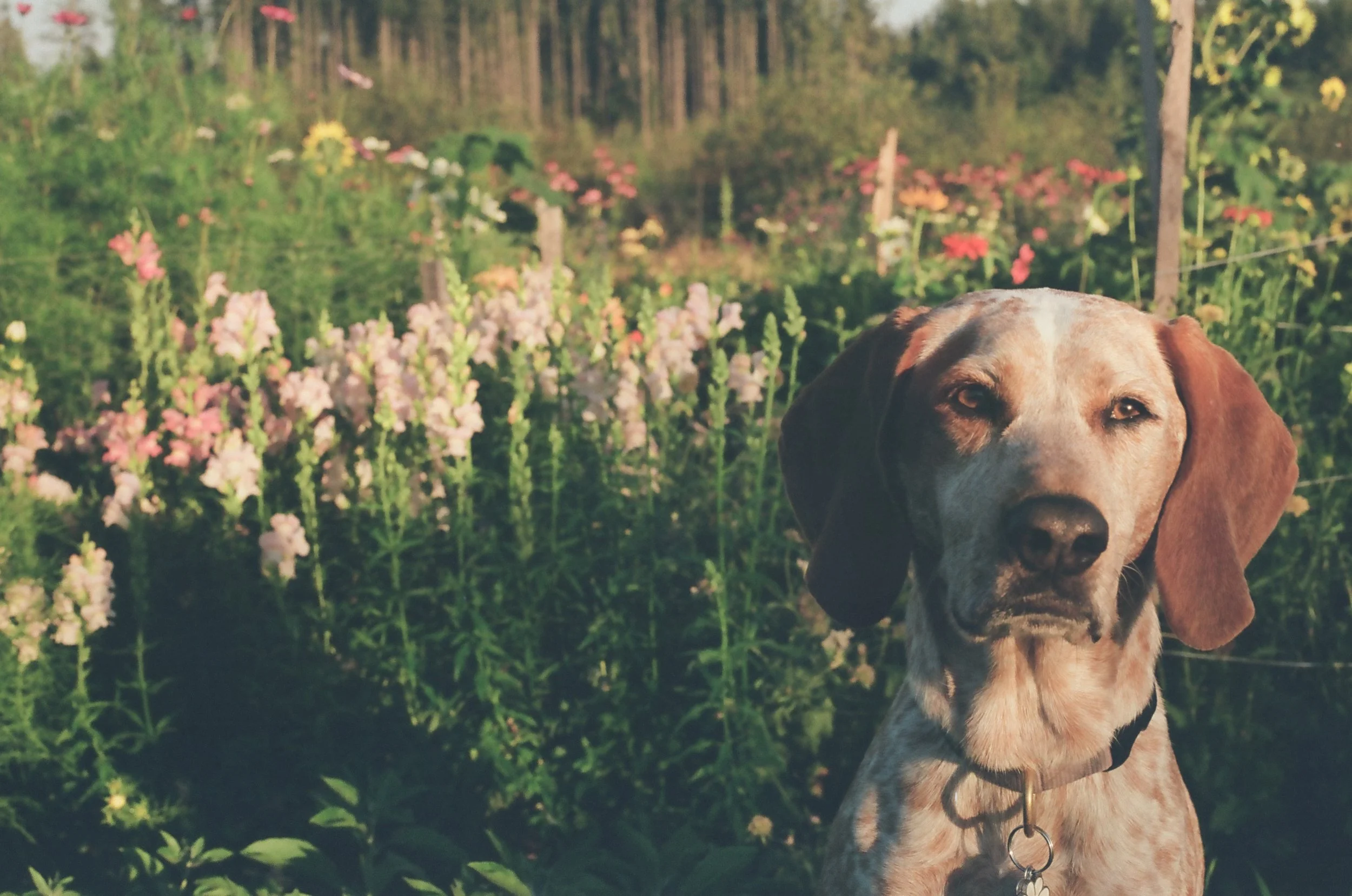 A dog with a brindle coat and floppy ears standing in a garden with tall pink, white, and red flowers. Forest trees are in the background.