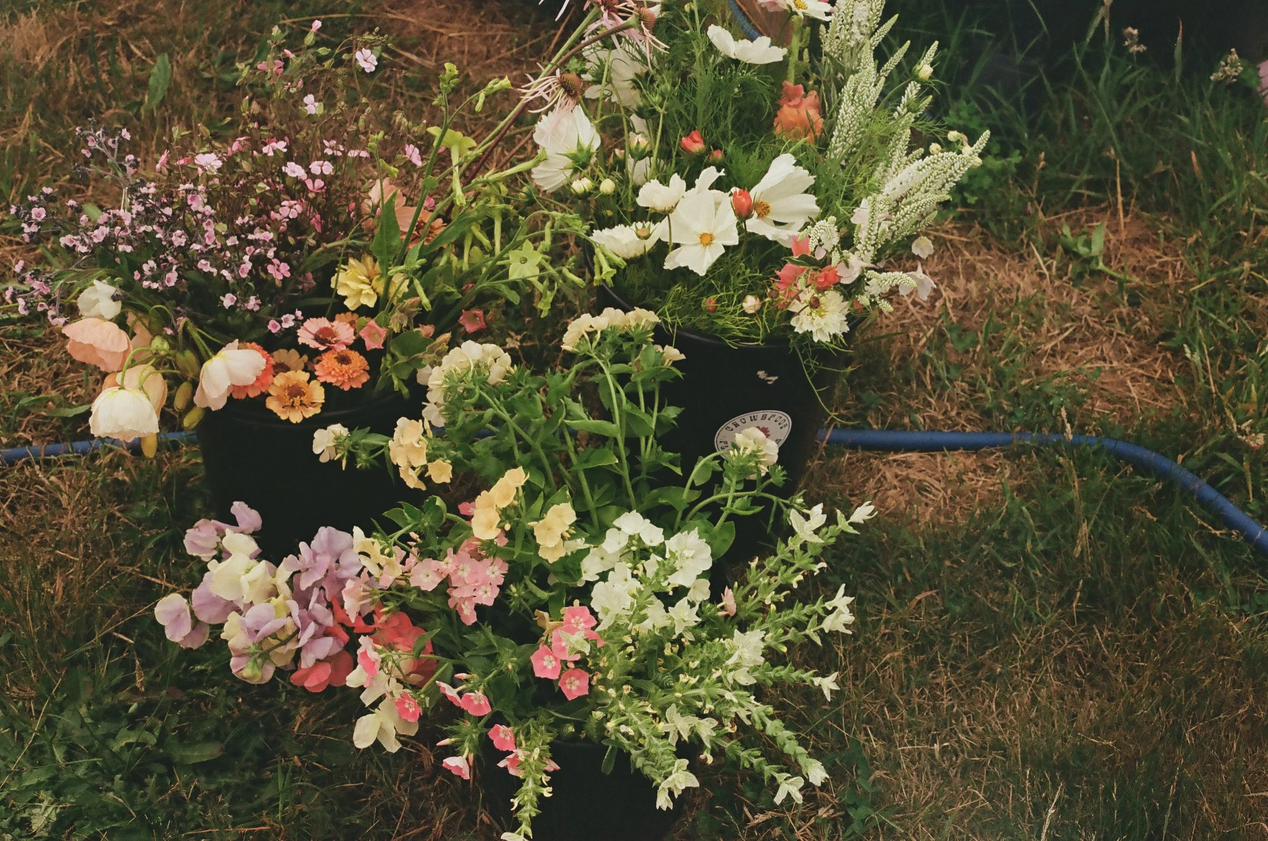 Three black containers filled with colorful flowers including pink, white, yellow, and peach flowers, with a garden hose visible on the grass in the background.