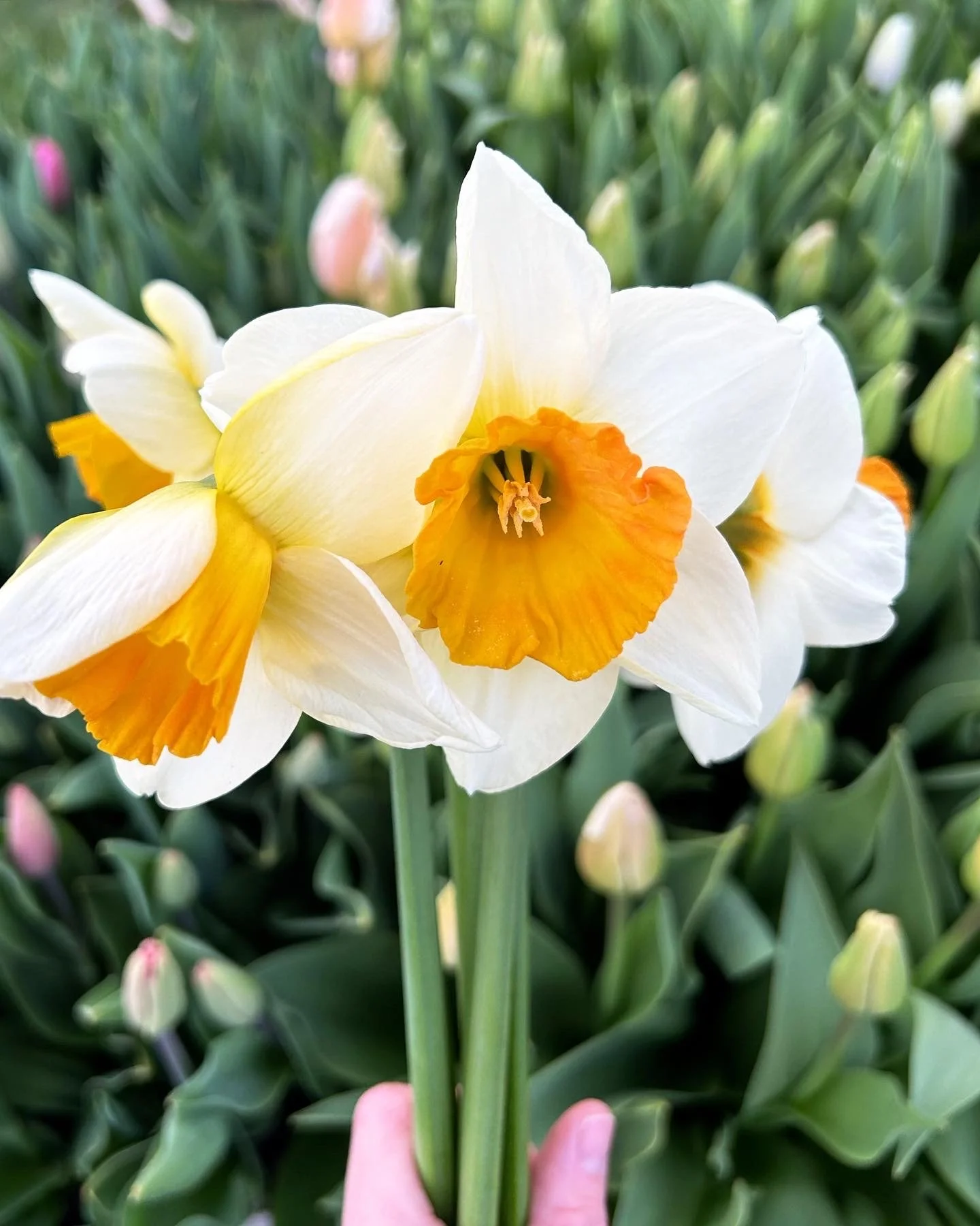 Close-up of a white and yellow daffodil flower with a green background of leaves and flower buds.