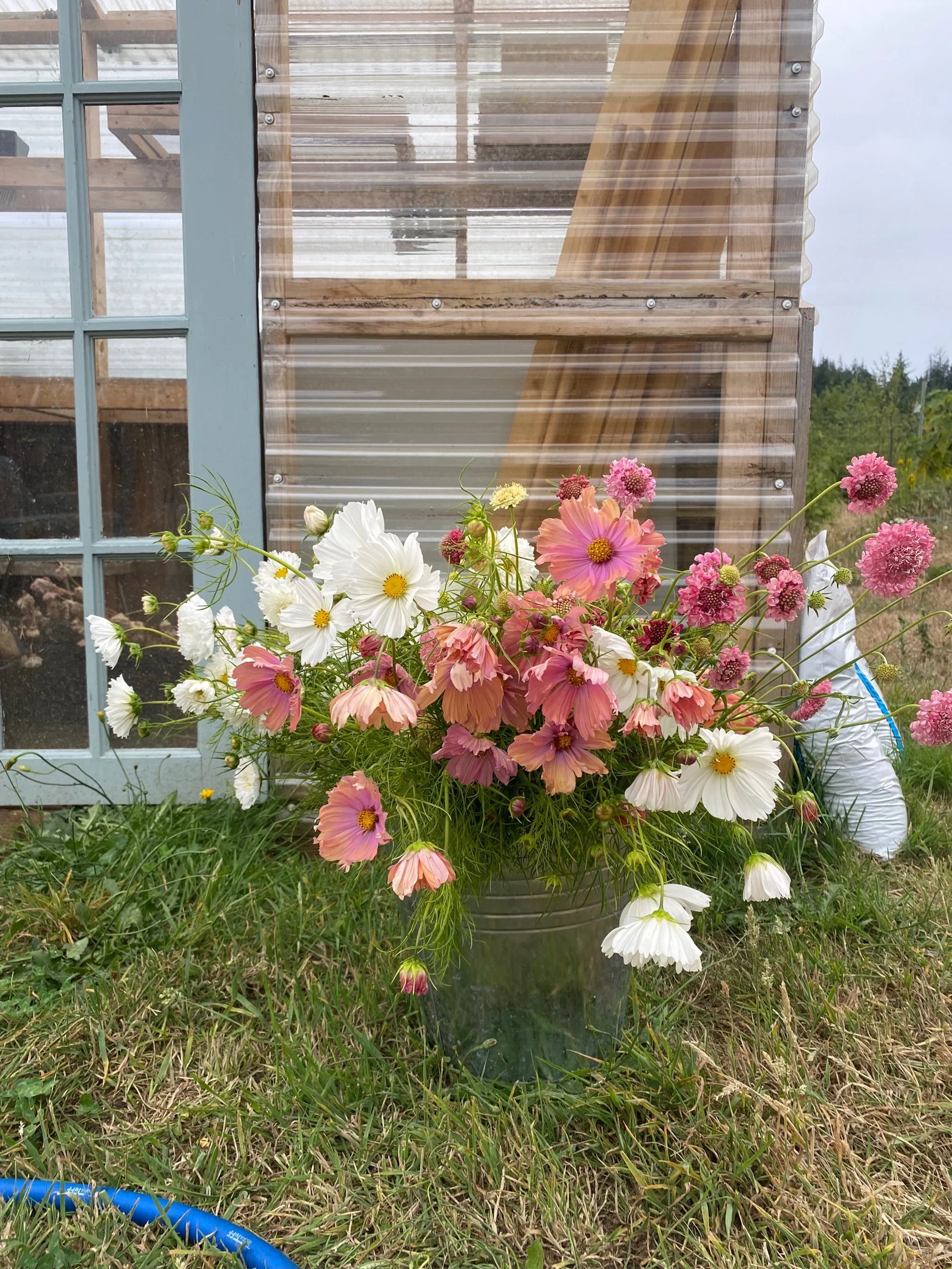 A metal bucket of pink and white flowers placed on grassy ground in front of a greenhouse with a glass and wood door and walls.