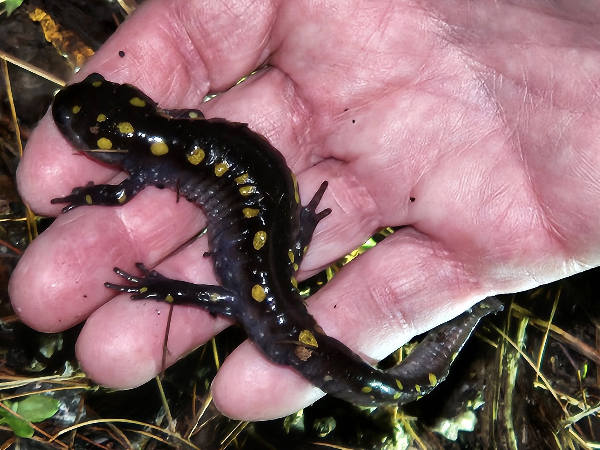 Amphibian Crossings