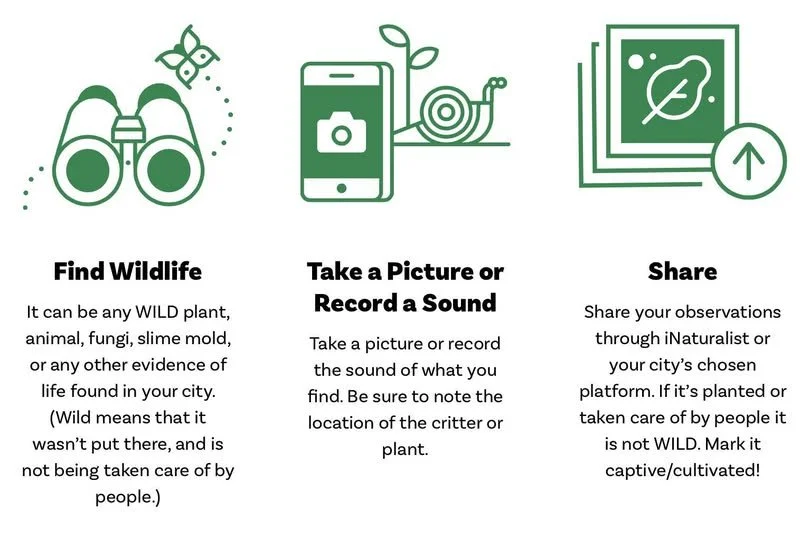 City Nature Challenge April 24-27