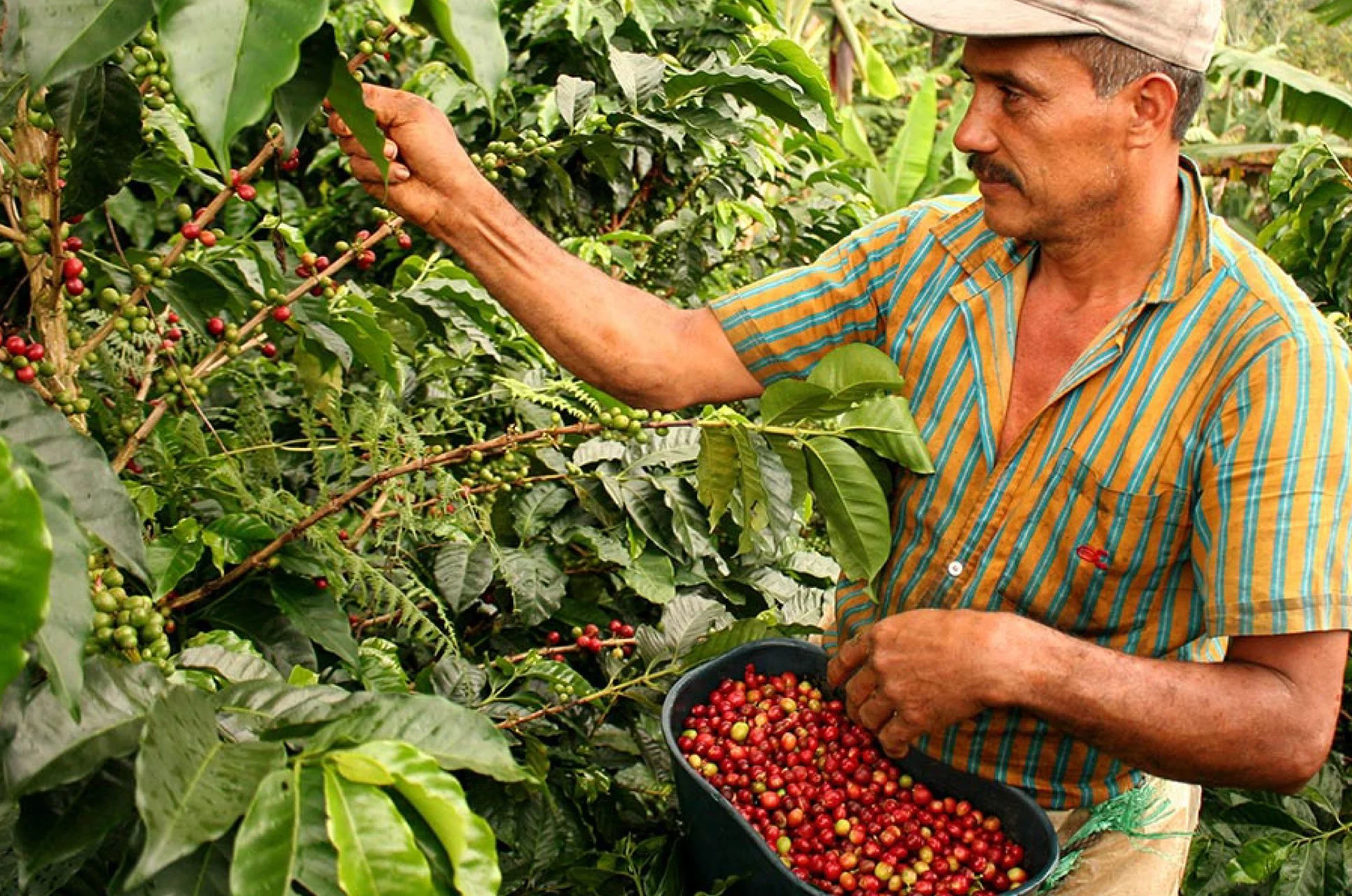 Coffee Harvesting.jpg