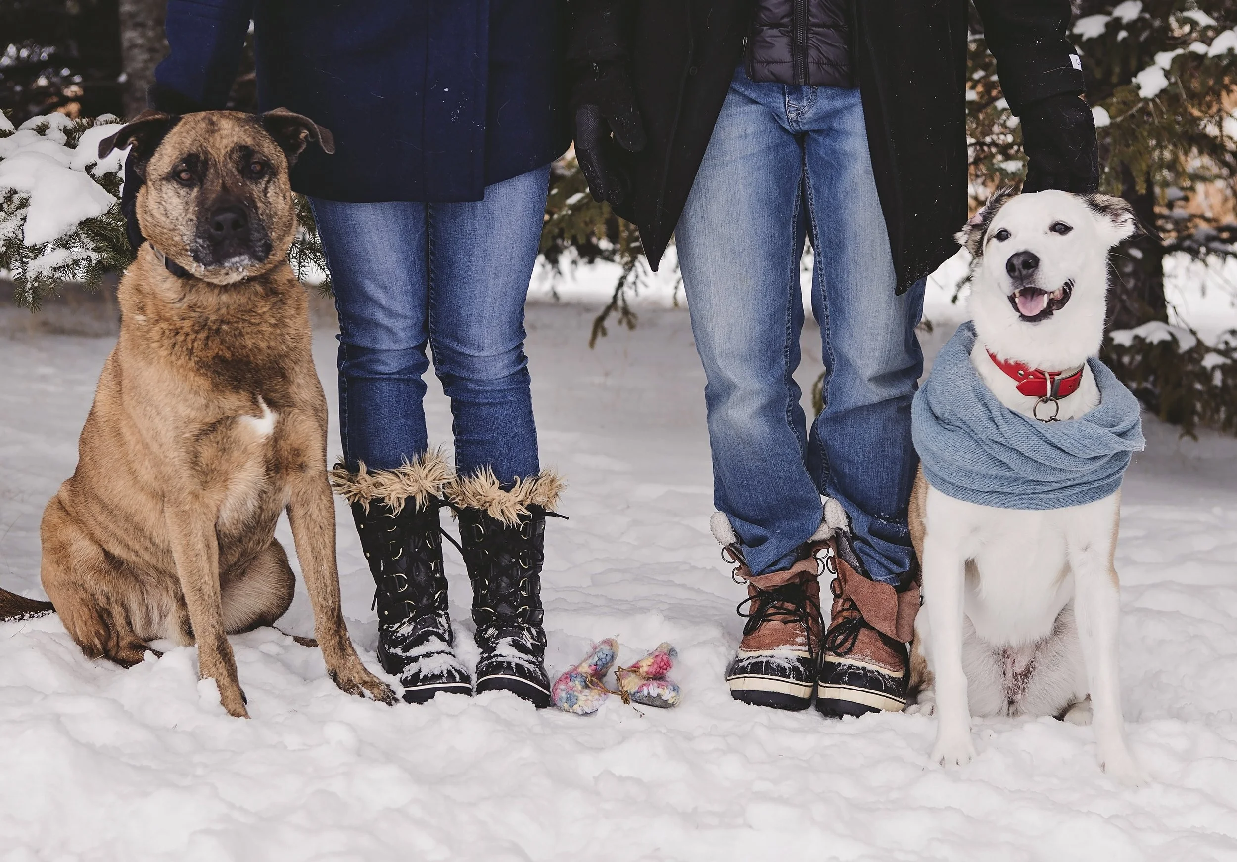 Two dogs and two people standing in the snow. One dog is sitting on the left, and the other dog is sitting on the right, wearing a blue scarf. The people are dressed in winter clothing, and only their legs and feet are visible.